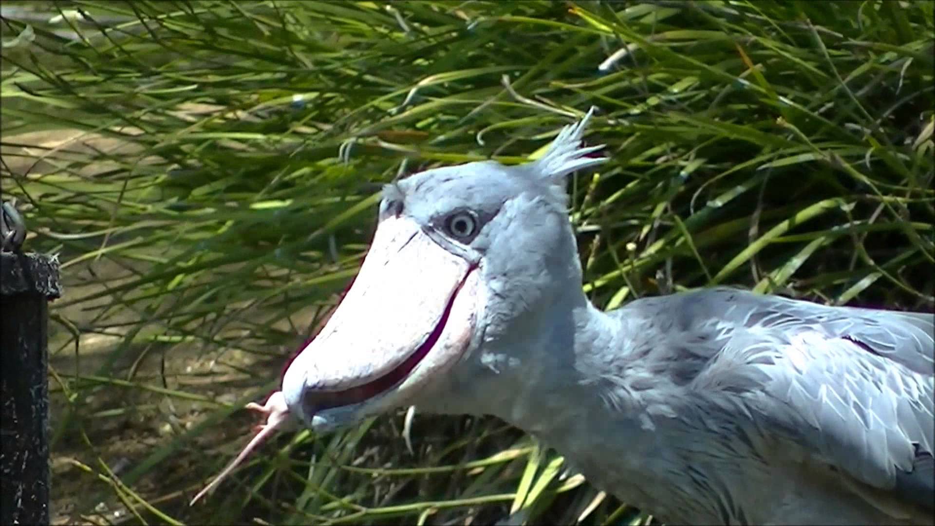 Shoebill Wallpapers