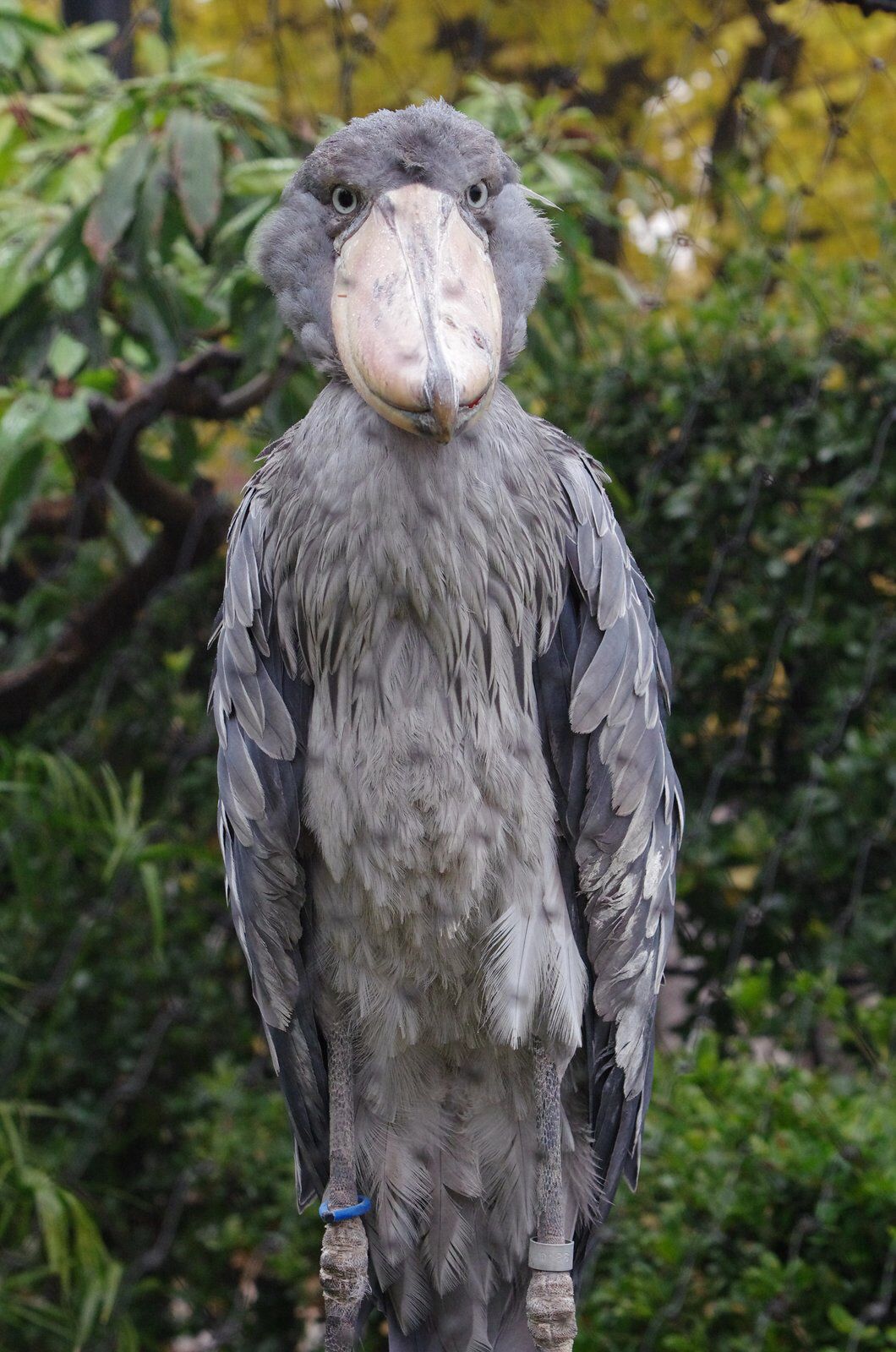 Shoebill Wallpapers