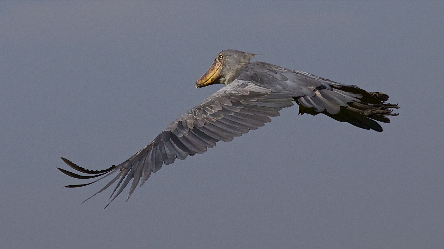 Shoebill Wallpapers