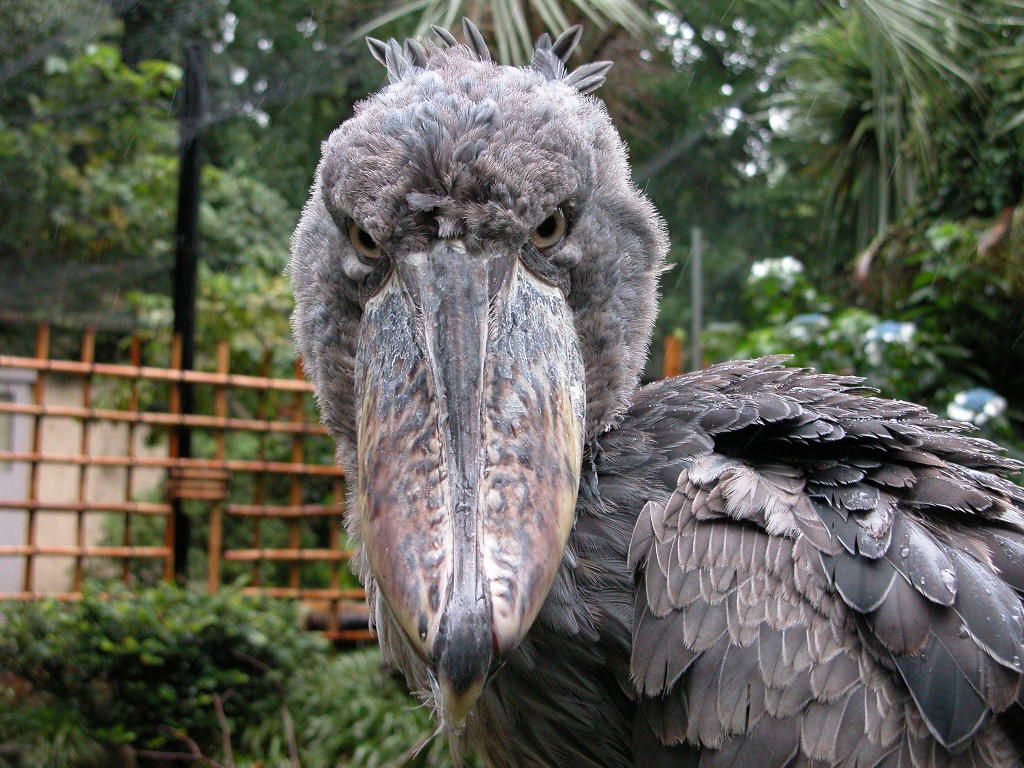 Shoebill Wallpapers