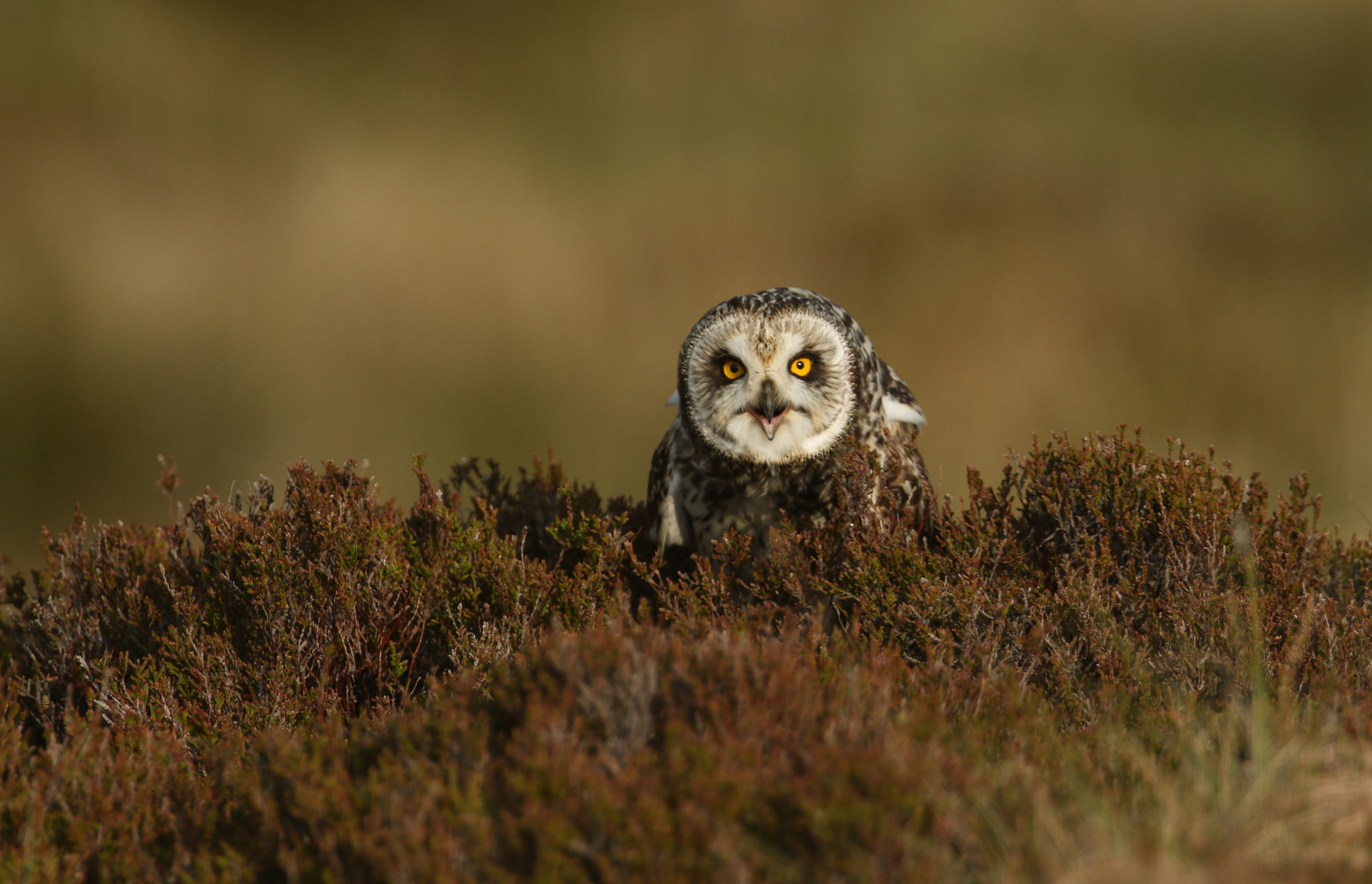 Short-Eared Owl Wallpapers