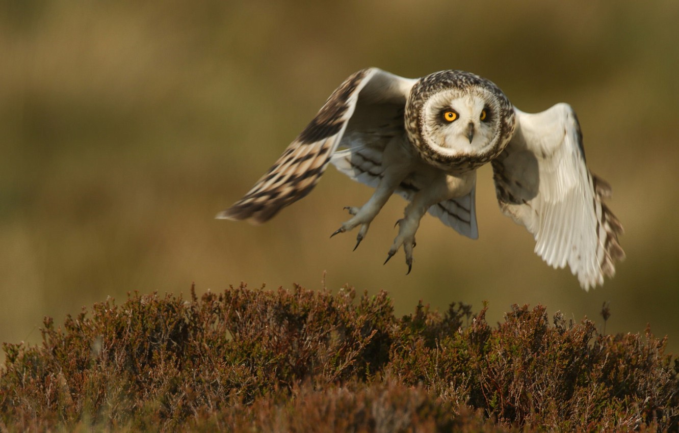 Short-Eared Owl Wallpapers