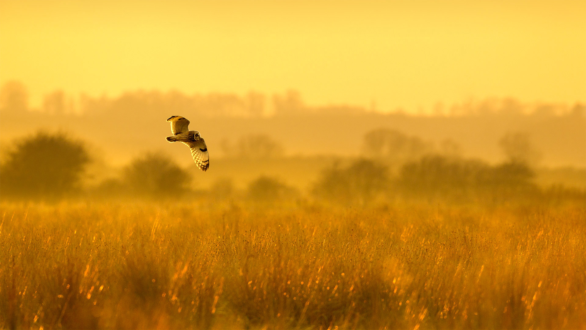 Short-Eared Owl Wallpapers