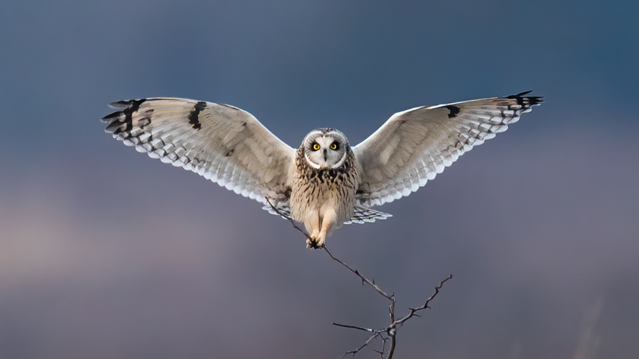 Short-Eared Owl Wallpapers