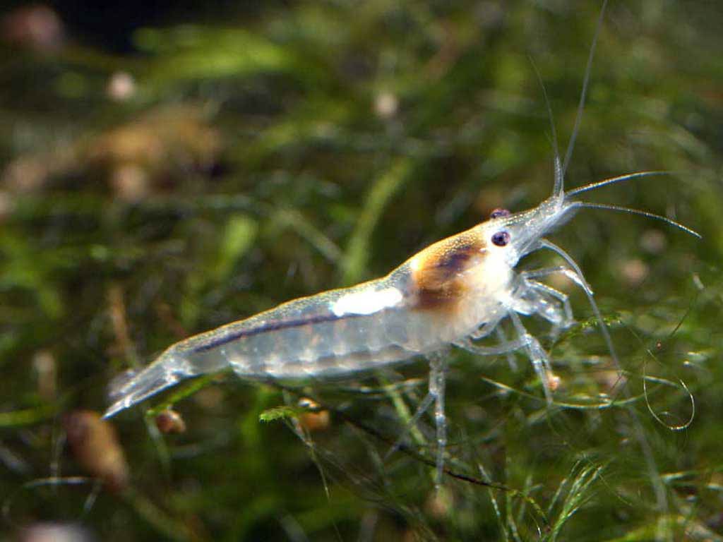 Shrimp Wallpapers