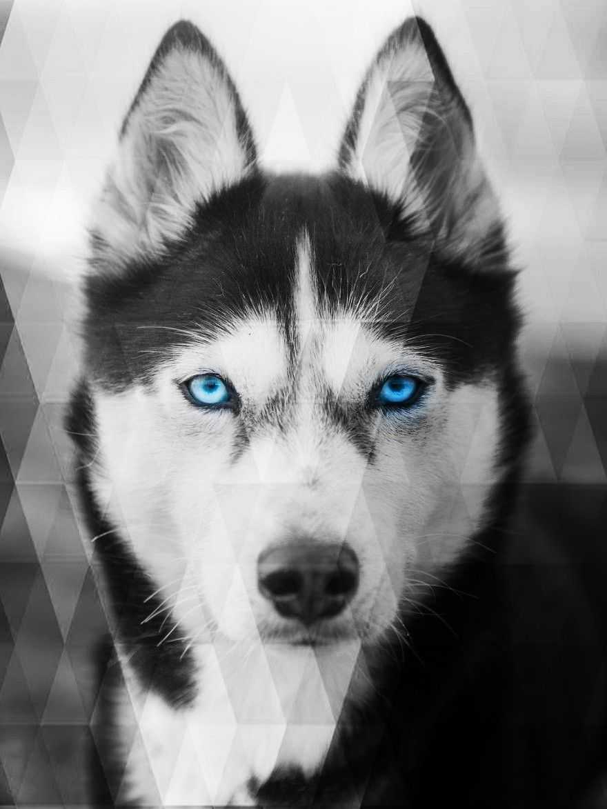 Siberian Husky Wallpapers