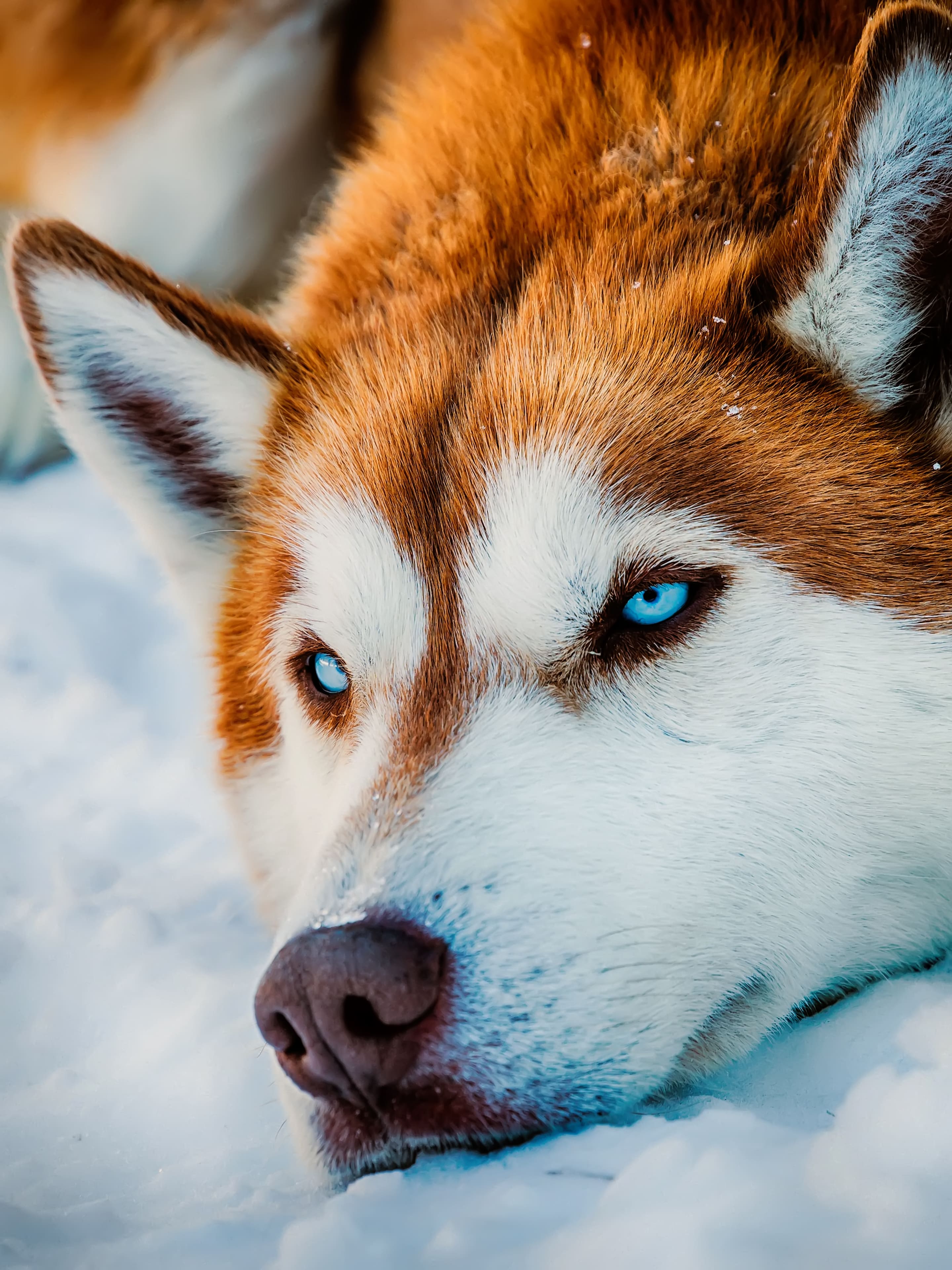 Siberian Husky Wallpapers