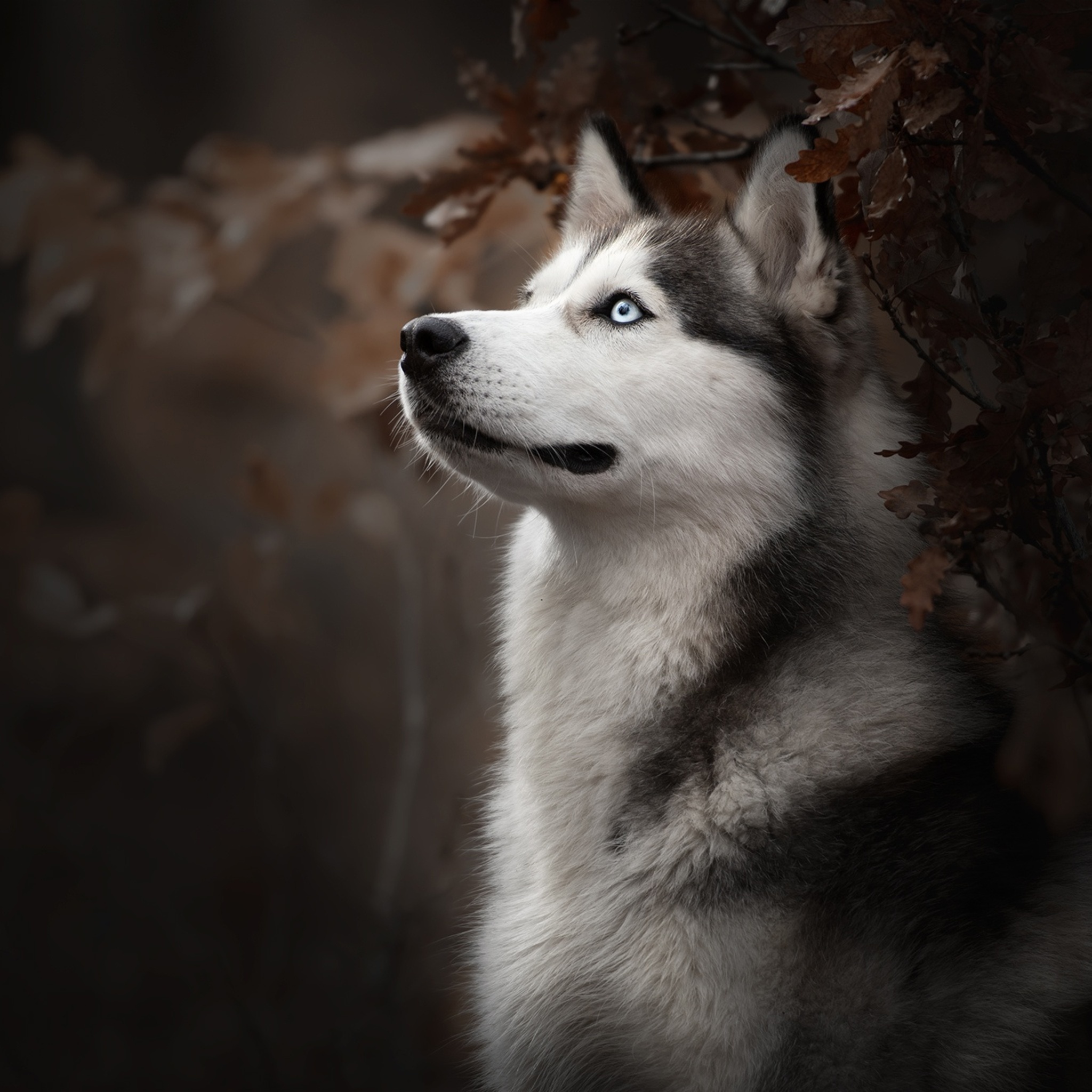 Siberian Husky Wallpapers