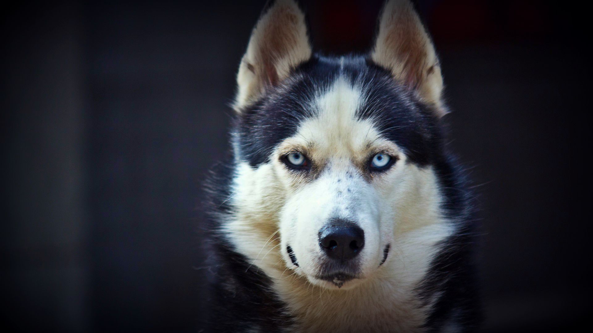 Siberian Husky Wallpapers