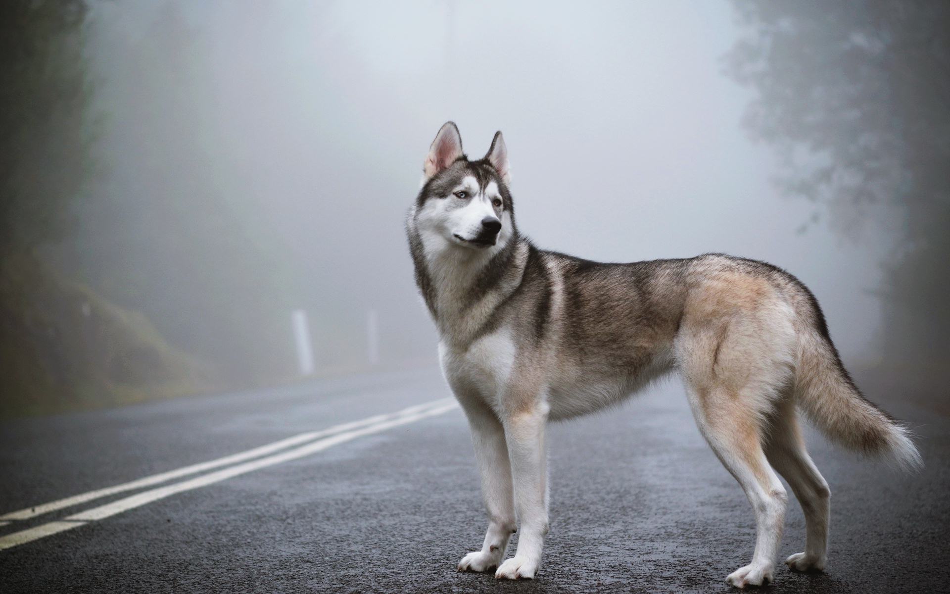 Siberian Husky Wallpapers