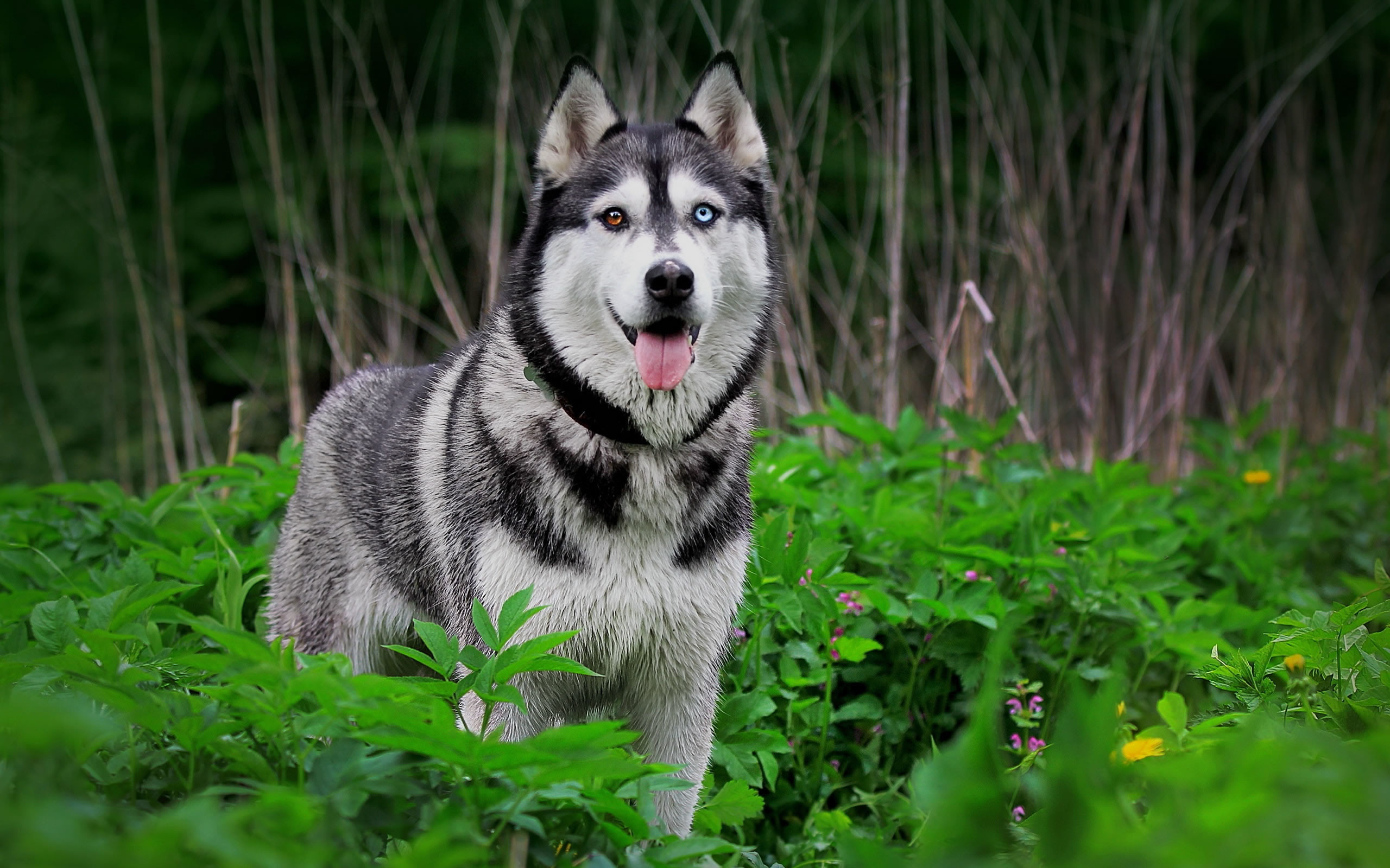 Siberian Husky Wallpapers