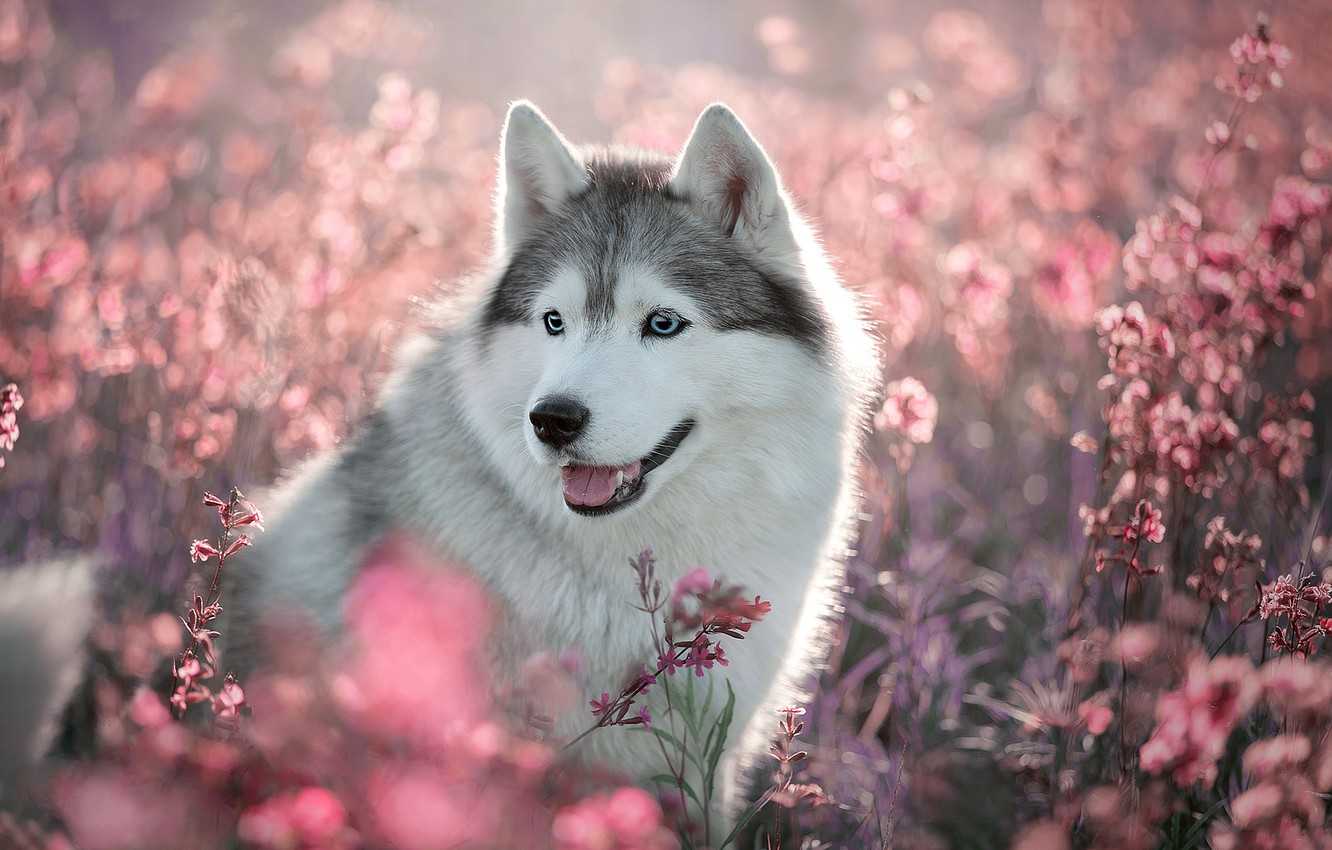 Siberian Husky Wallpapers