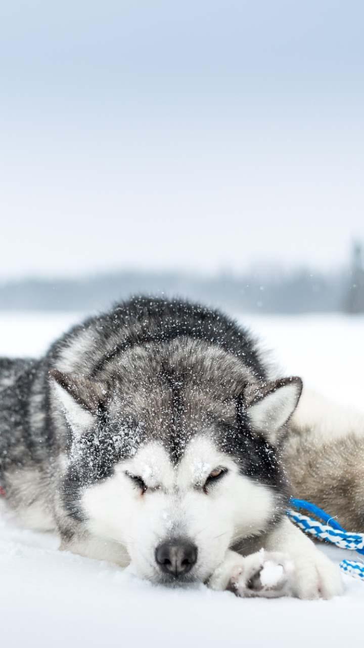 Siberian Husky Wallpapers