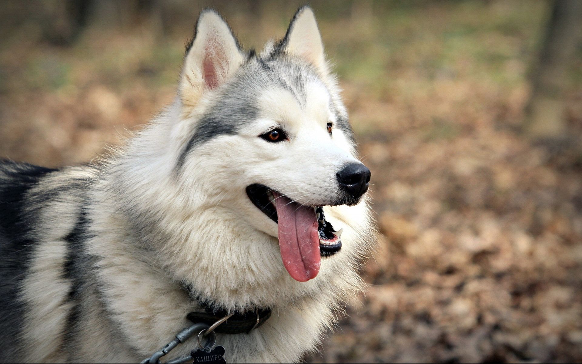 Siberian Husky Wallpapers