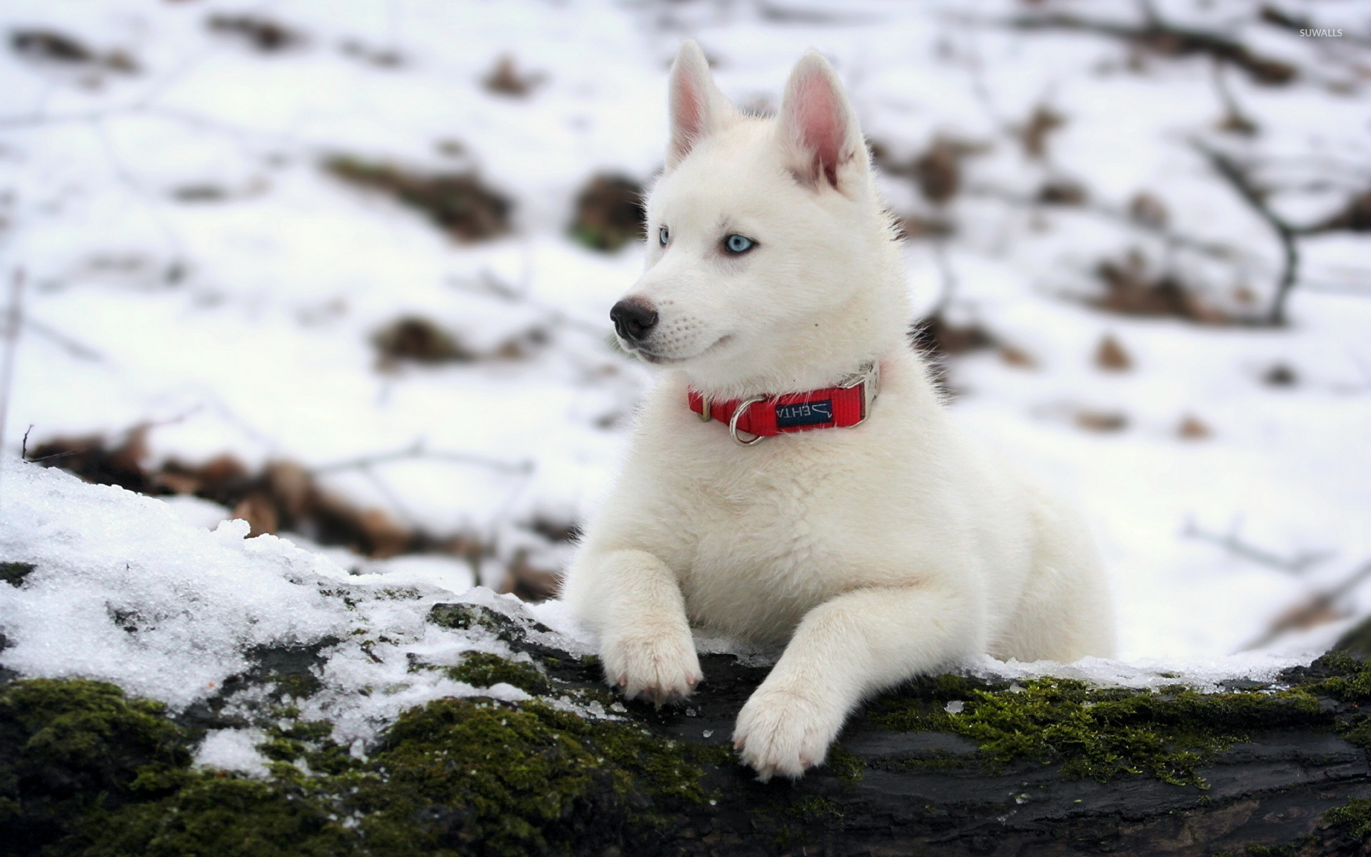 Siberian Husky Wallpapers