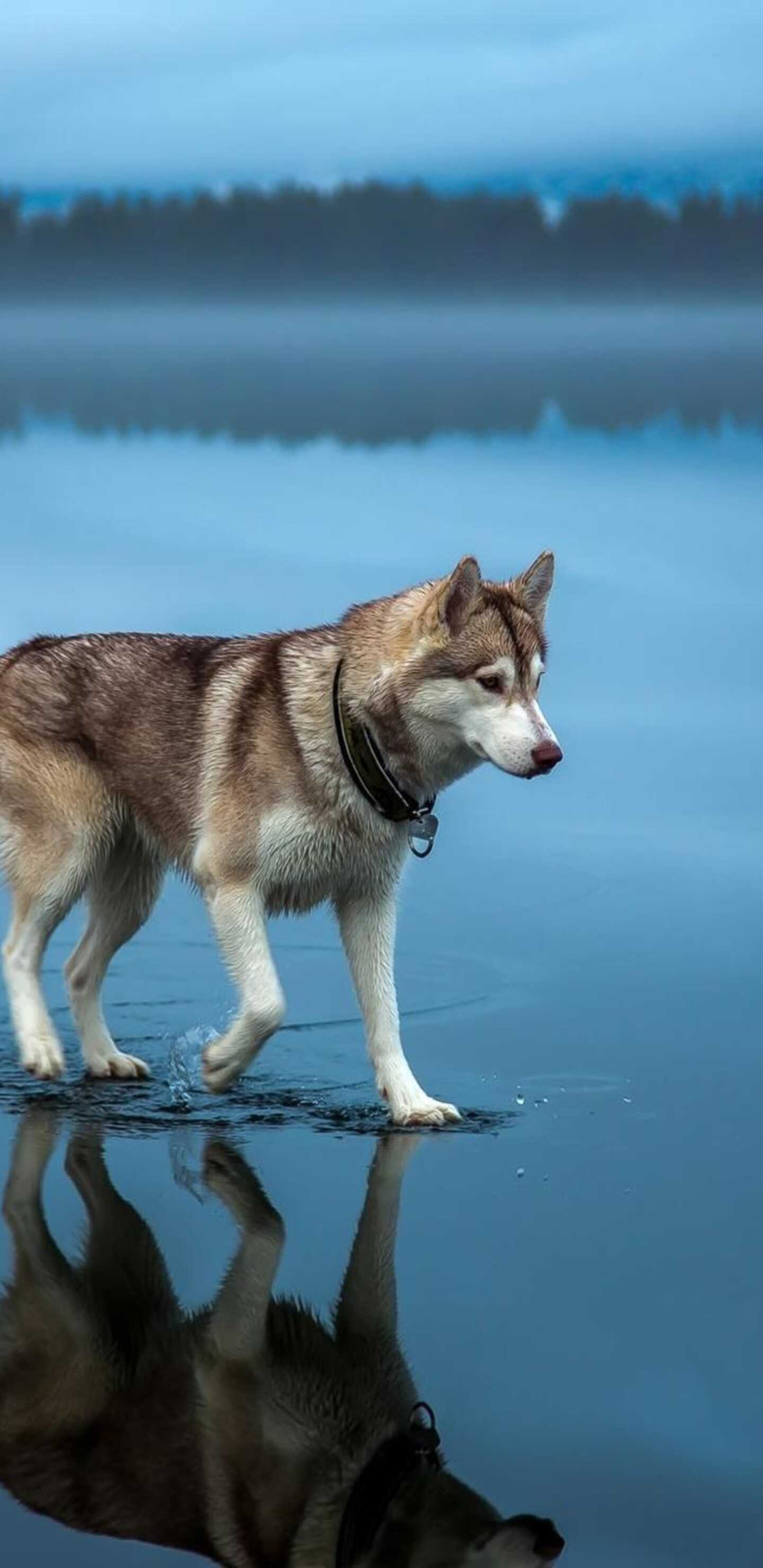 Siberian Husky Wallpapers