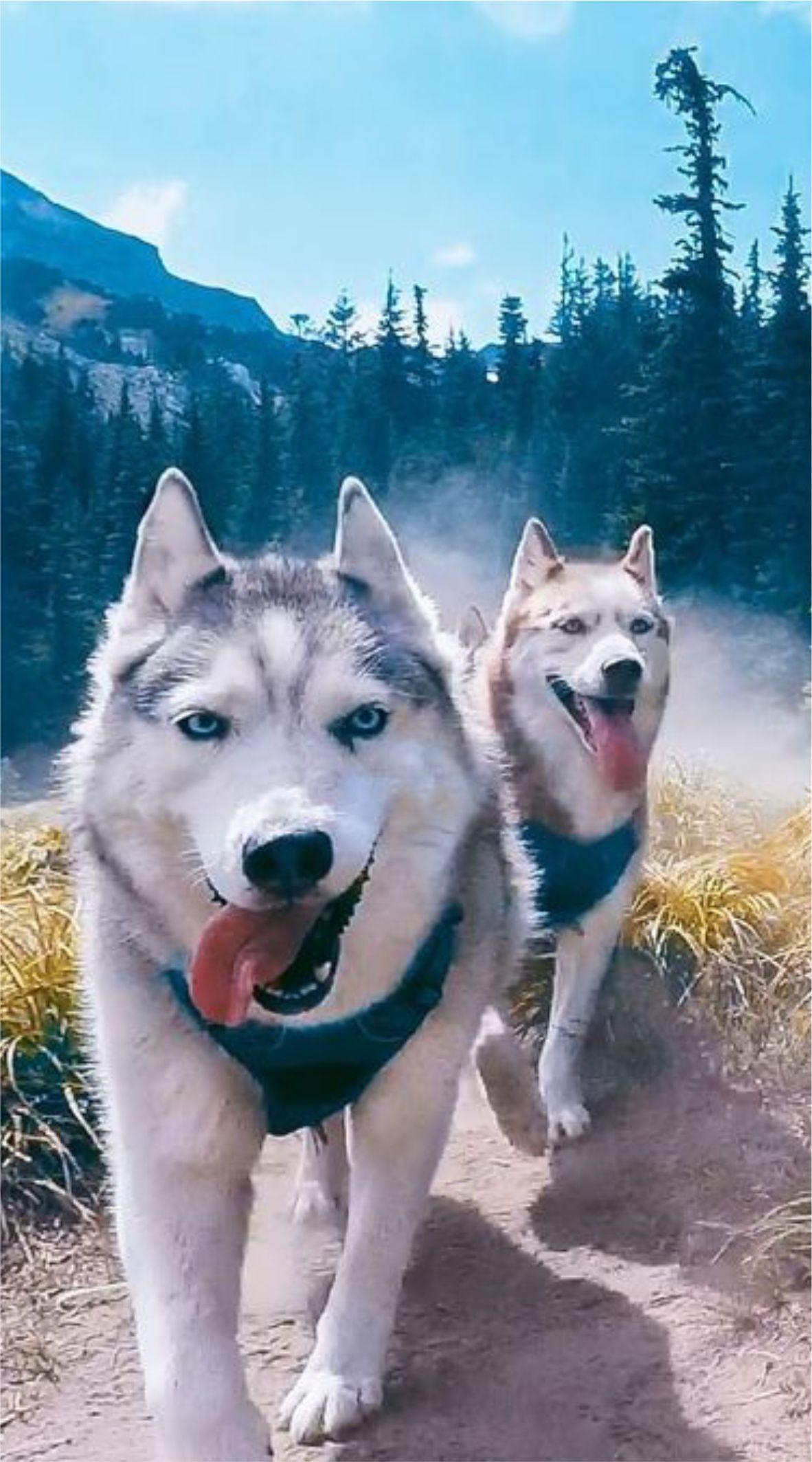 Siberian Husky Wallpapers