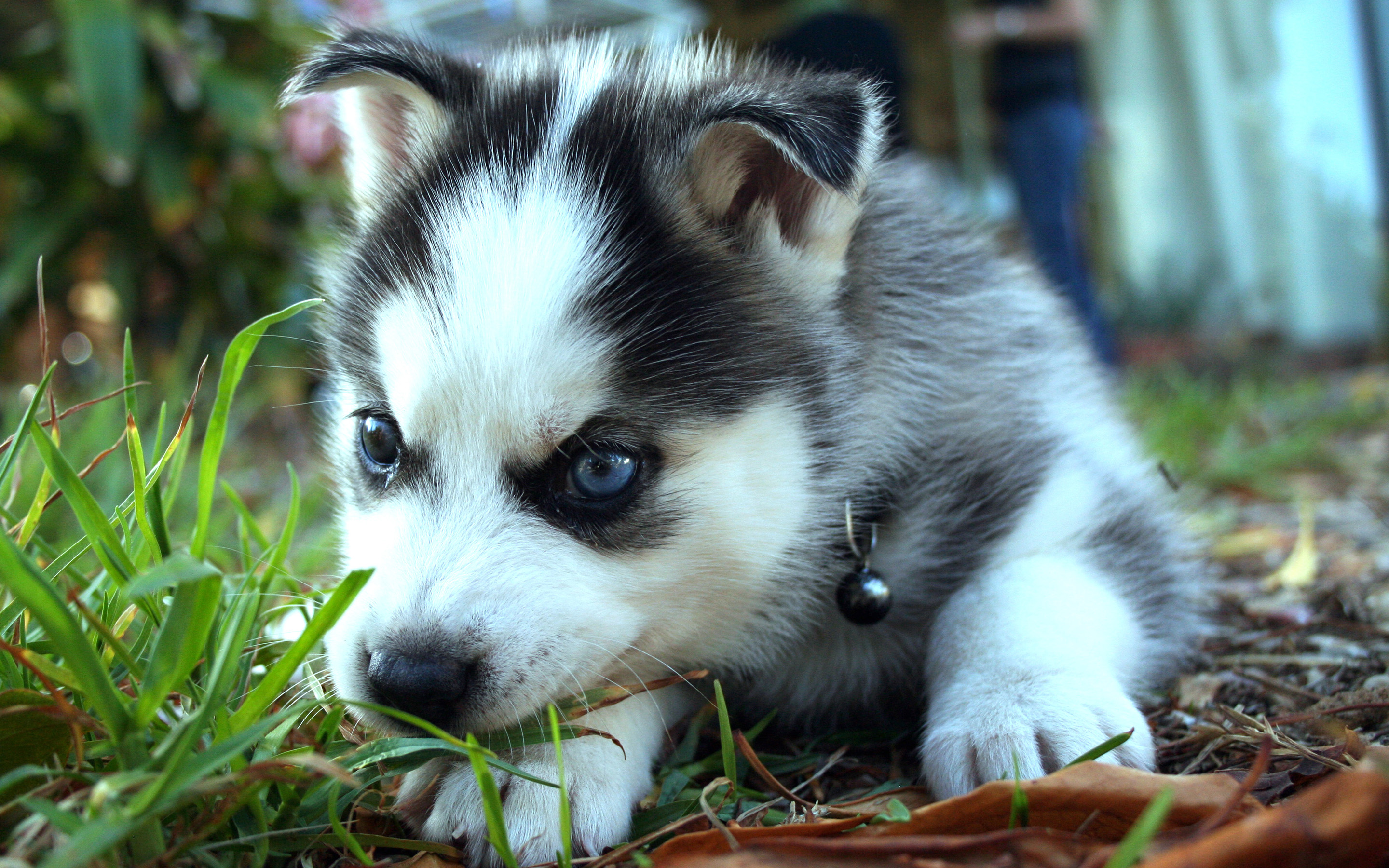 Siberian Husky Wallpapers