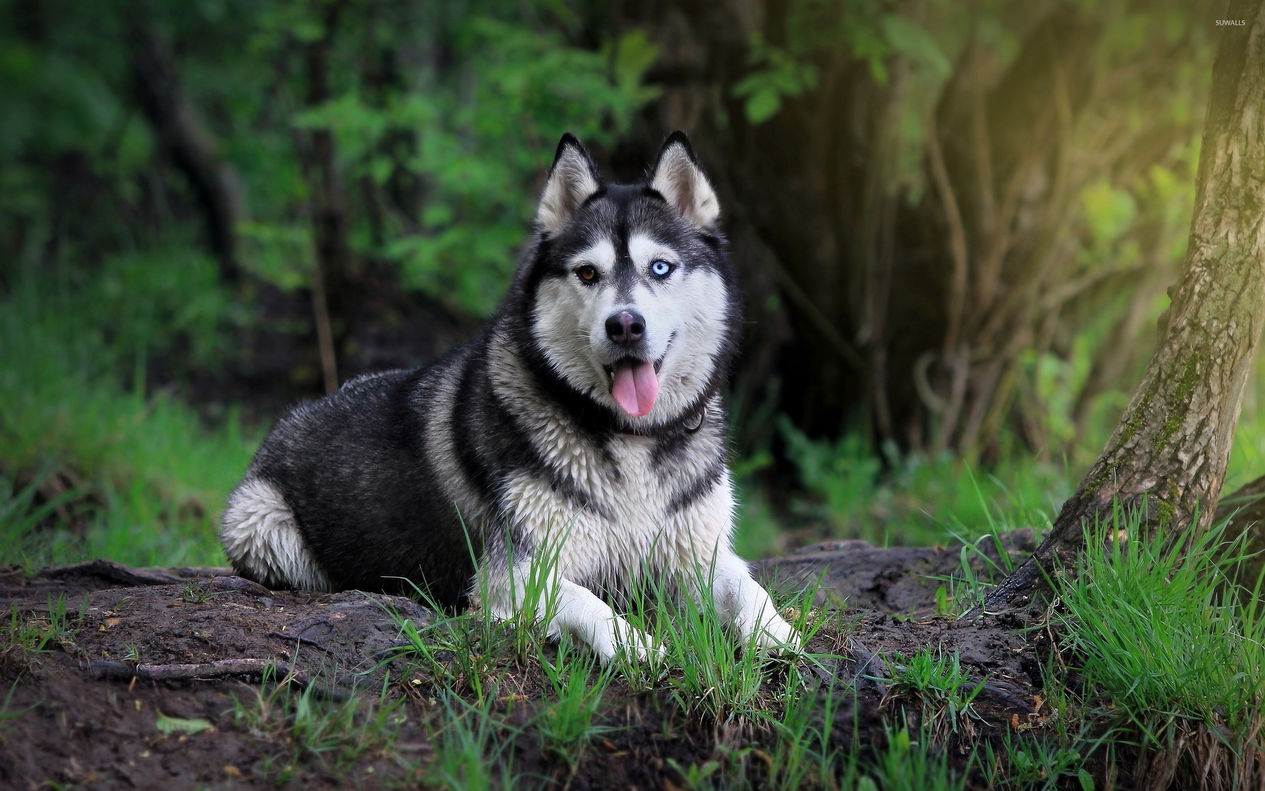 Siberian Husky Wallpapers