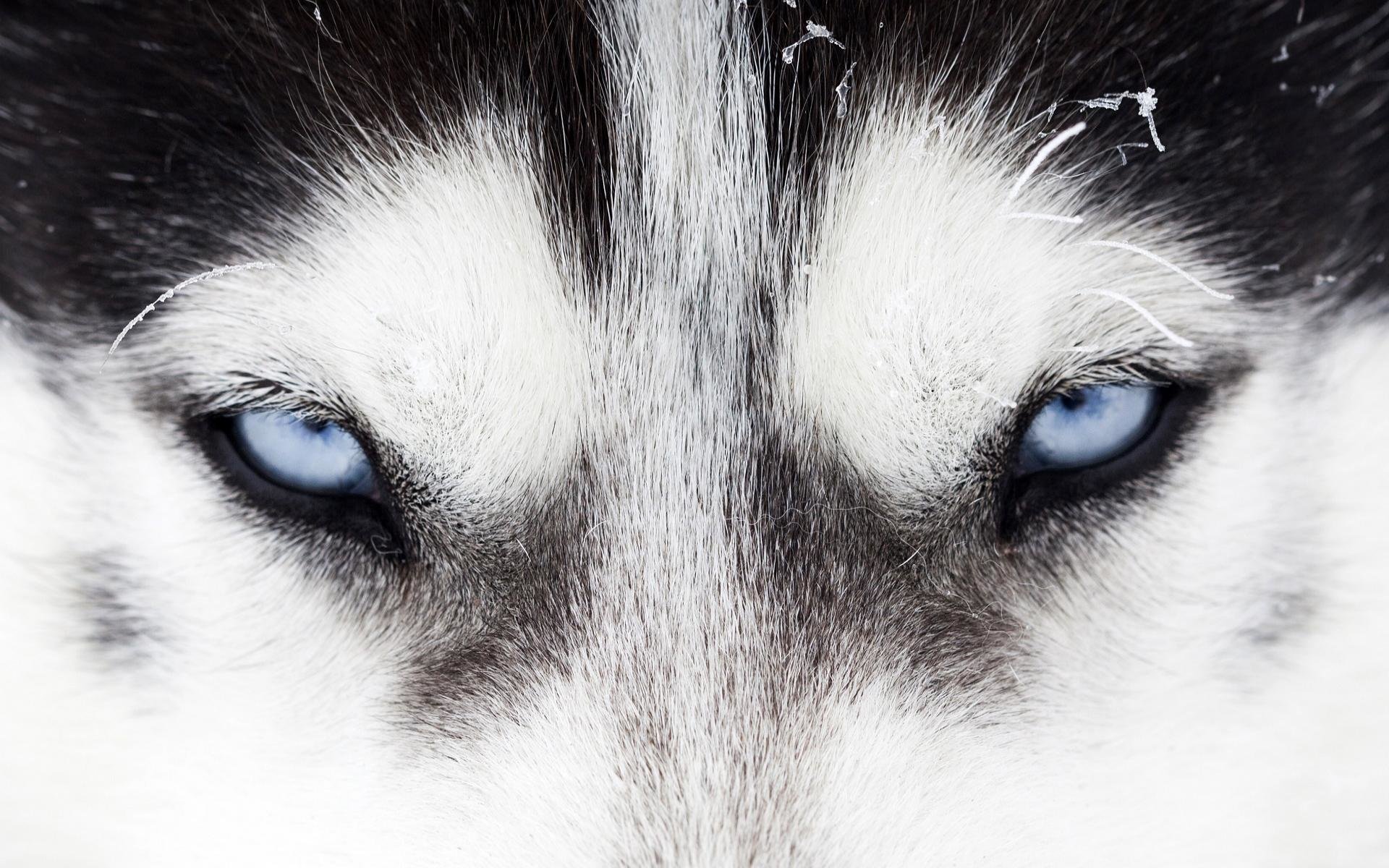 Siberian Husky Wallpapers