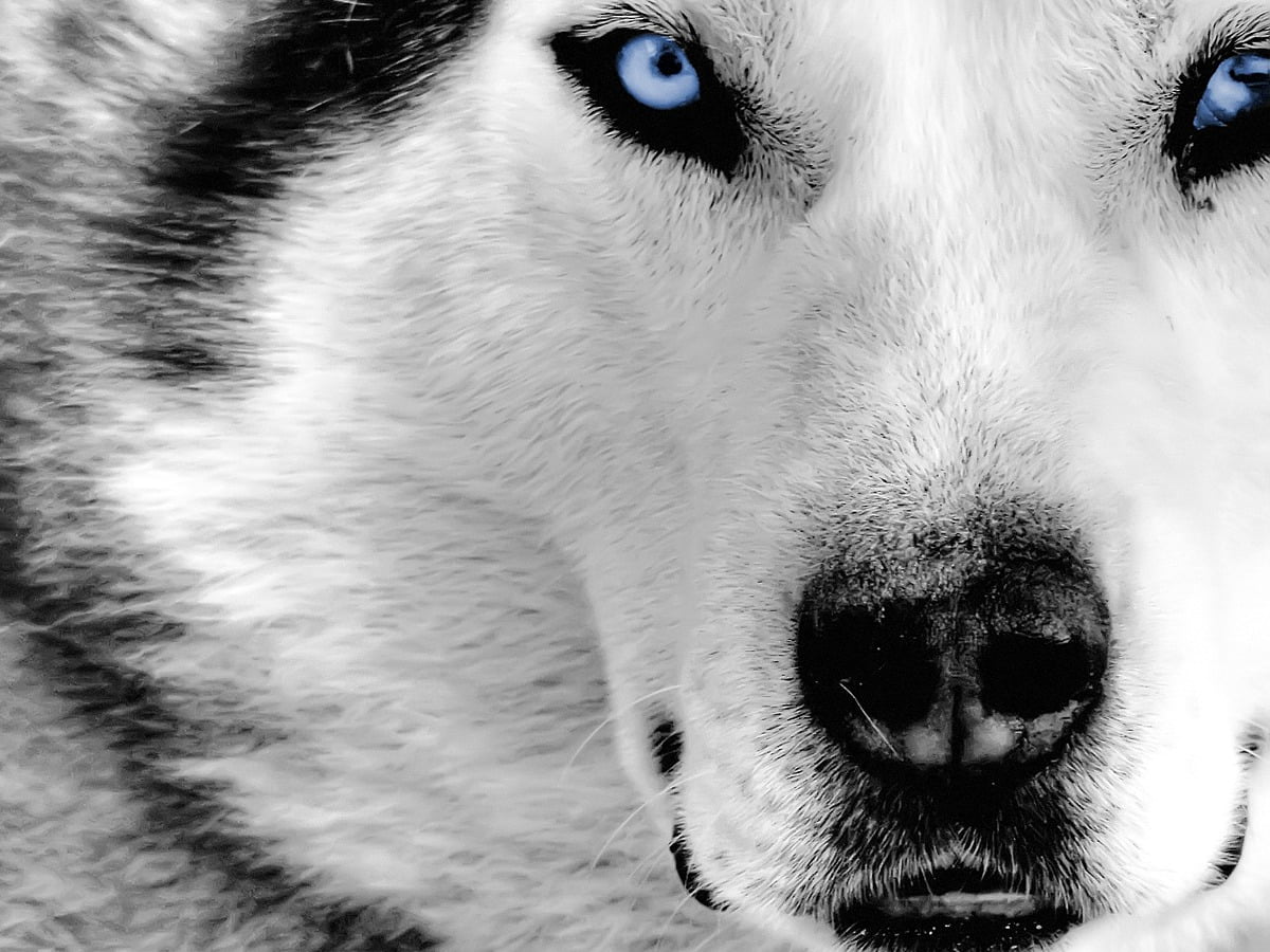 Siberian Husky Wallpapers