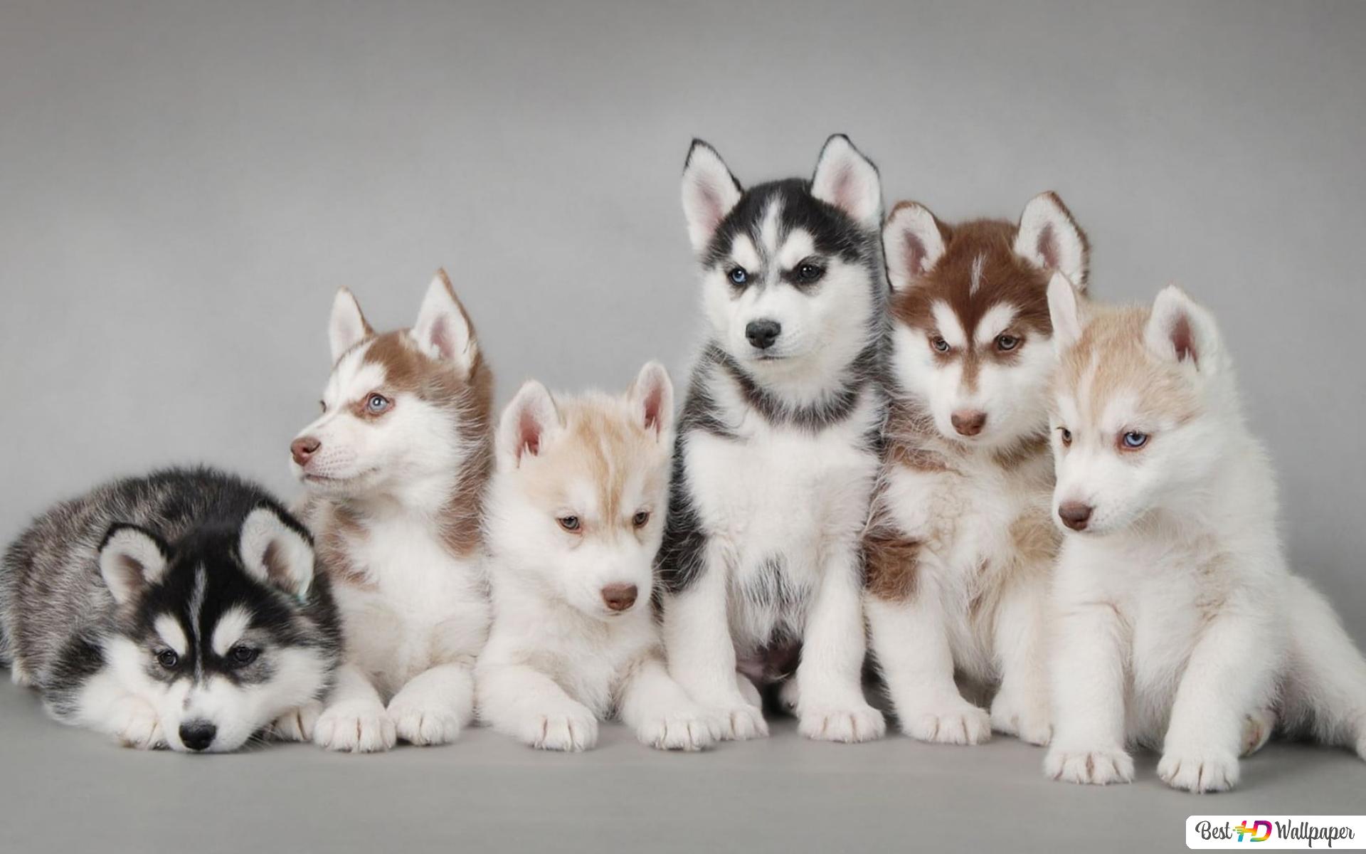 Siberian Husky Wallpapers