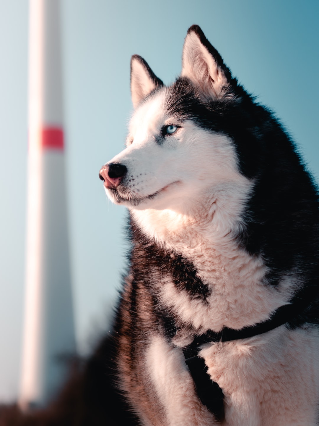 Siberian Husky Wallpapers