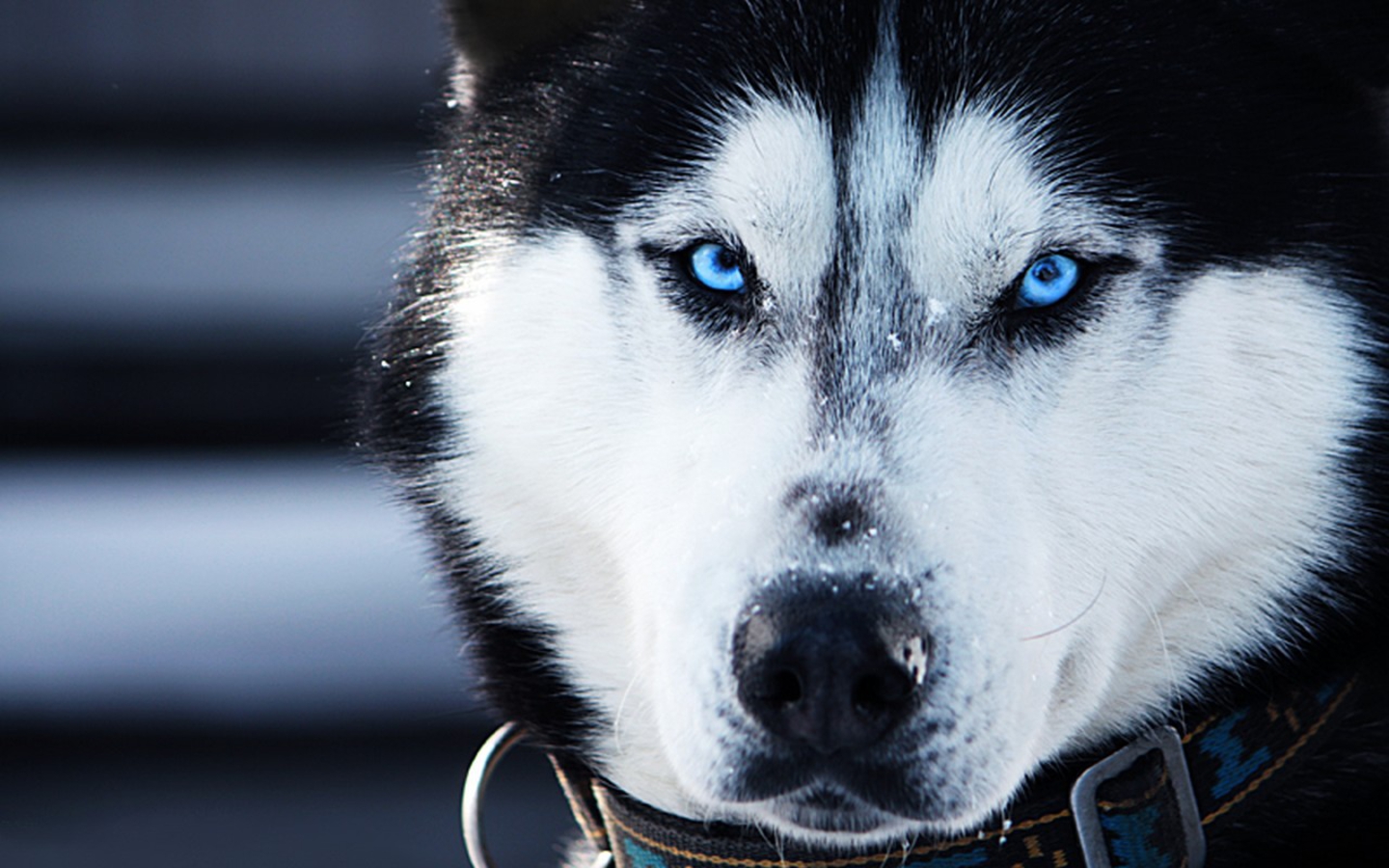 Siberian Husky Wallpapers