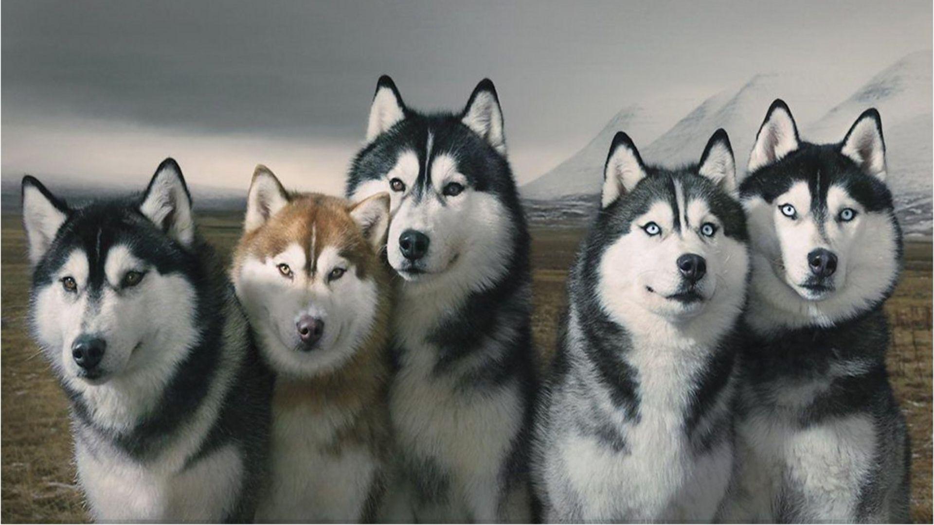 Siberian Husky Wallpapers