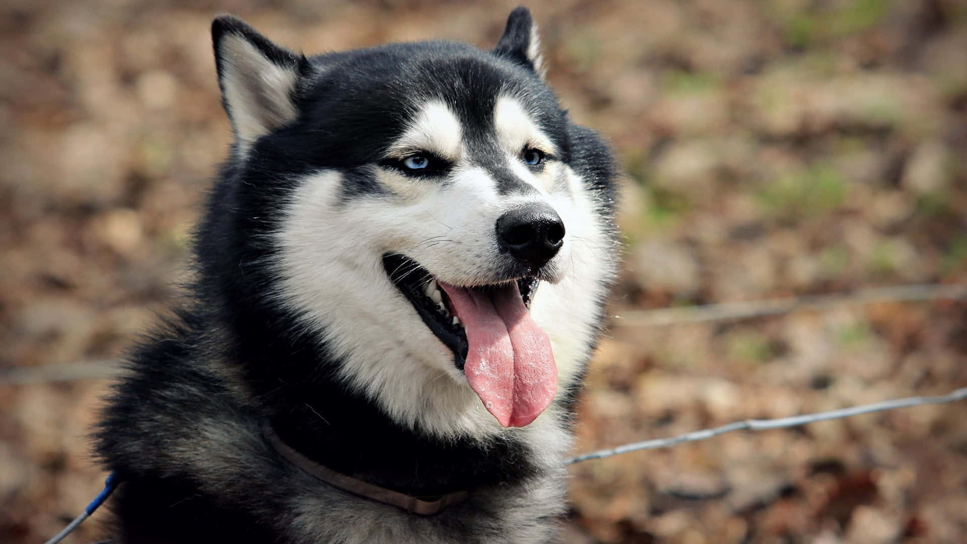 Siberian Husky Wallpapers