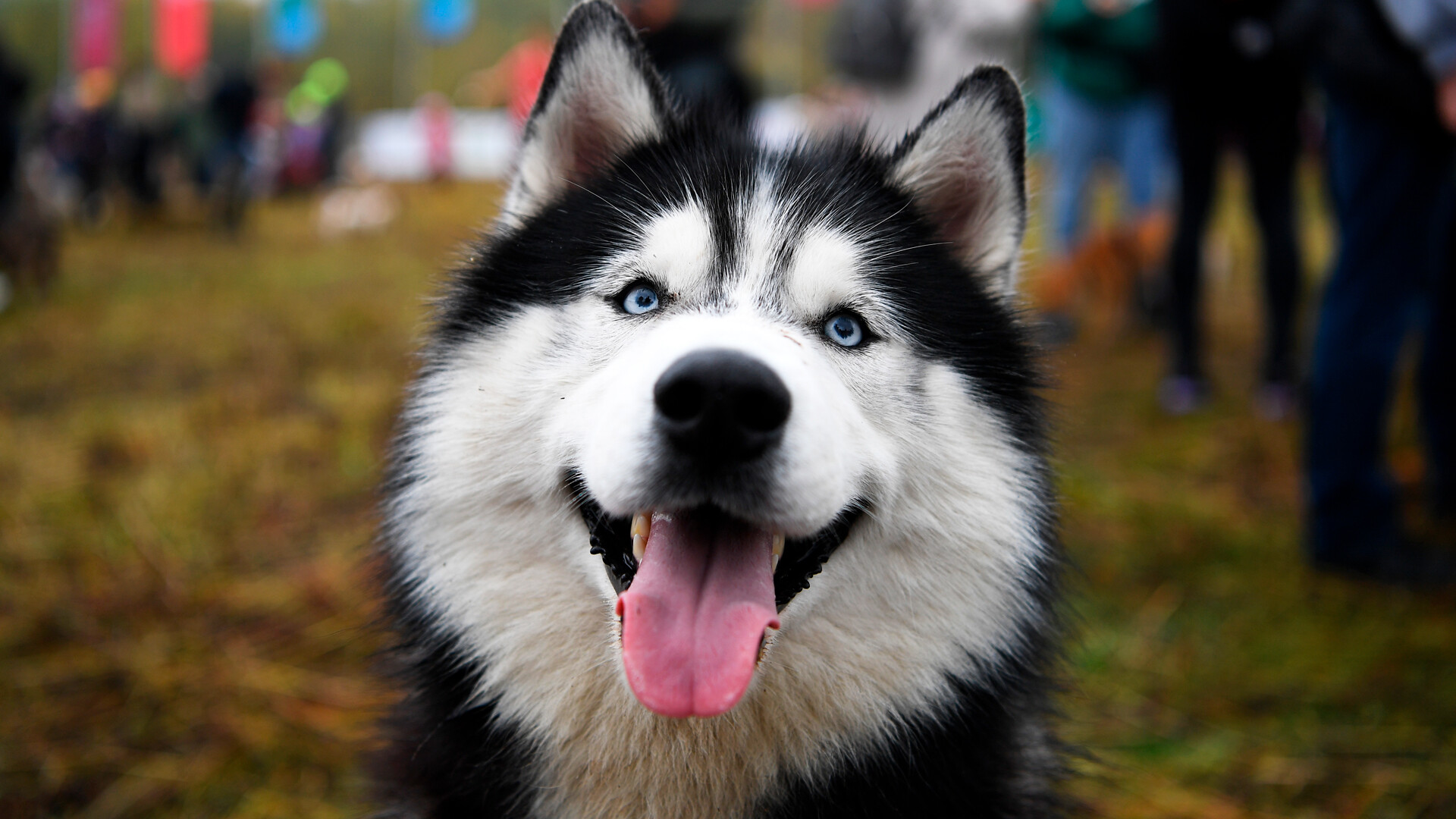 Siberian Husky Wallpapers