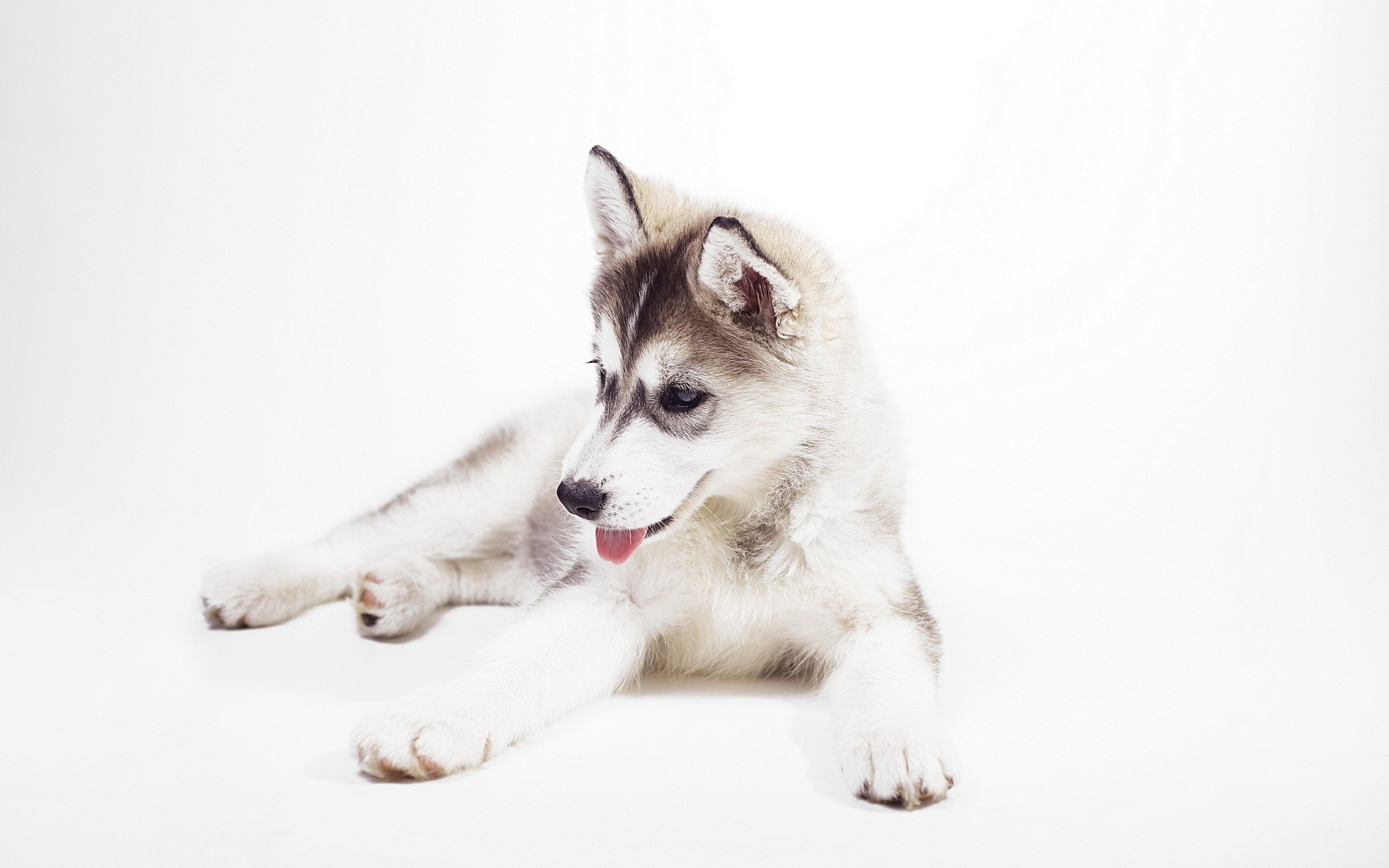 Siberian Husky Wallpapers