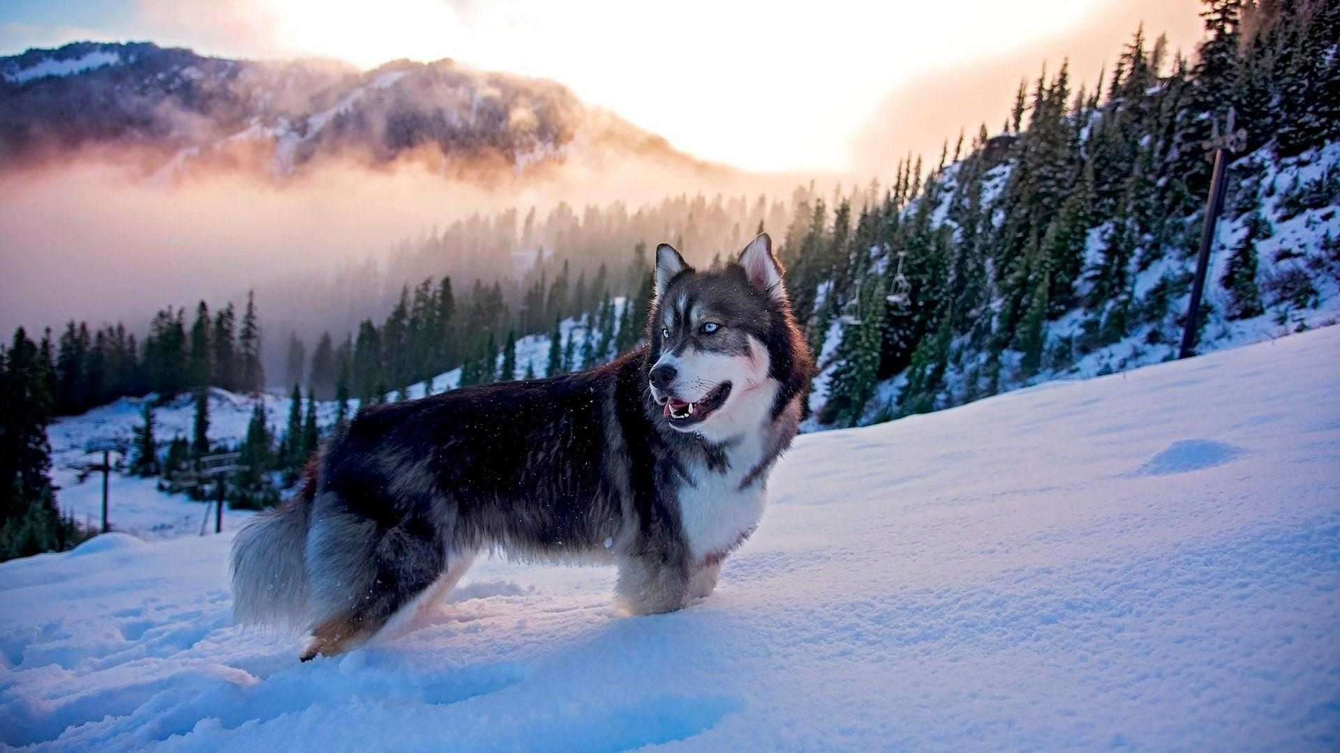 Siberian Husky Wallpapers