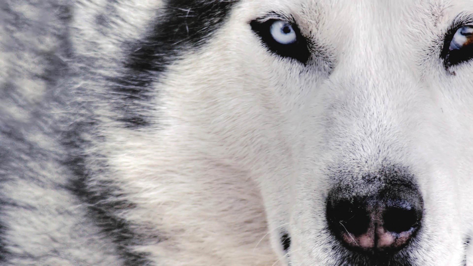 Siberian Husky Wallpapers