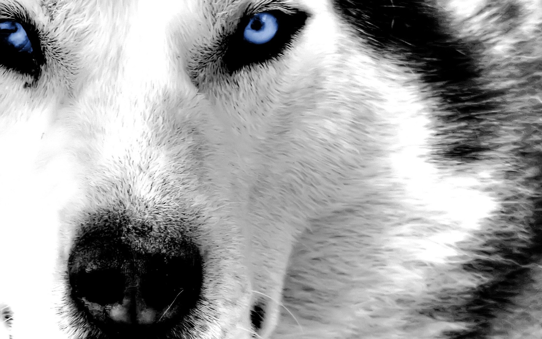 Siberian Husky Wallpapers