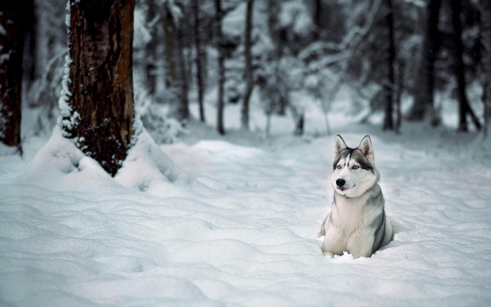 Siberian Husky Wallpapers