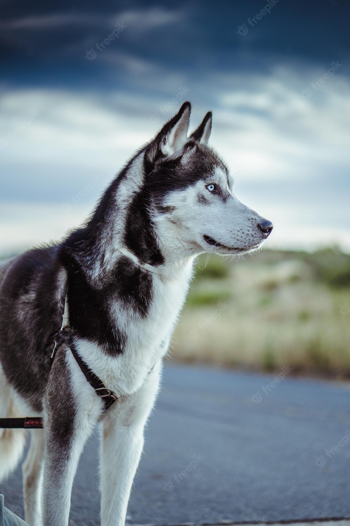 Siberian Husky Wallpapers