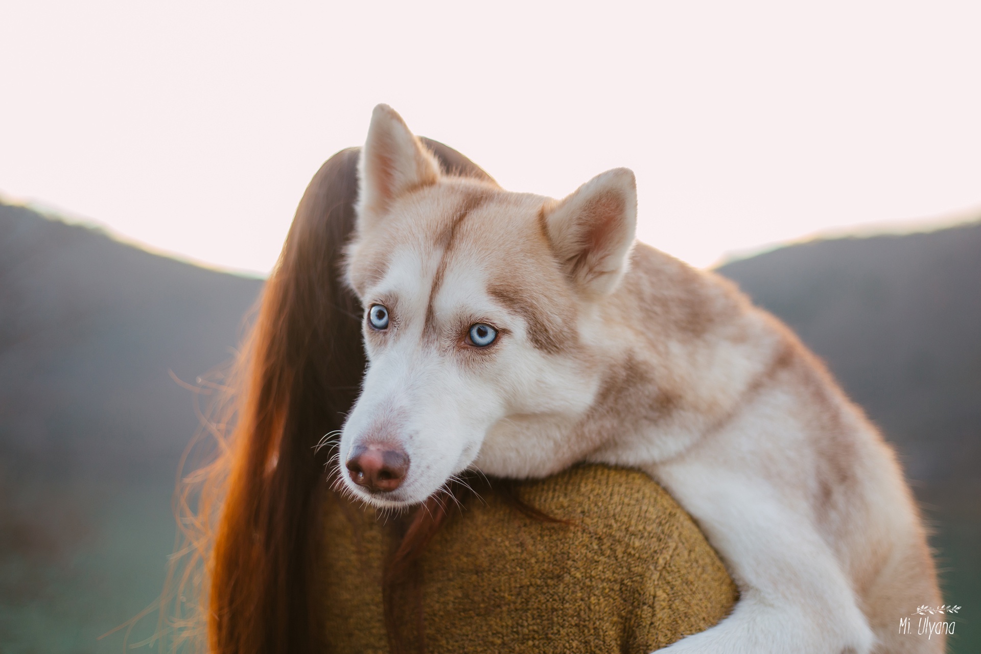 Siberian Husky Wallpapers