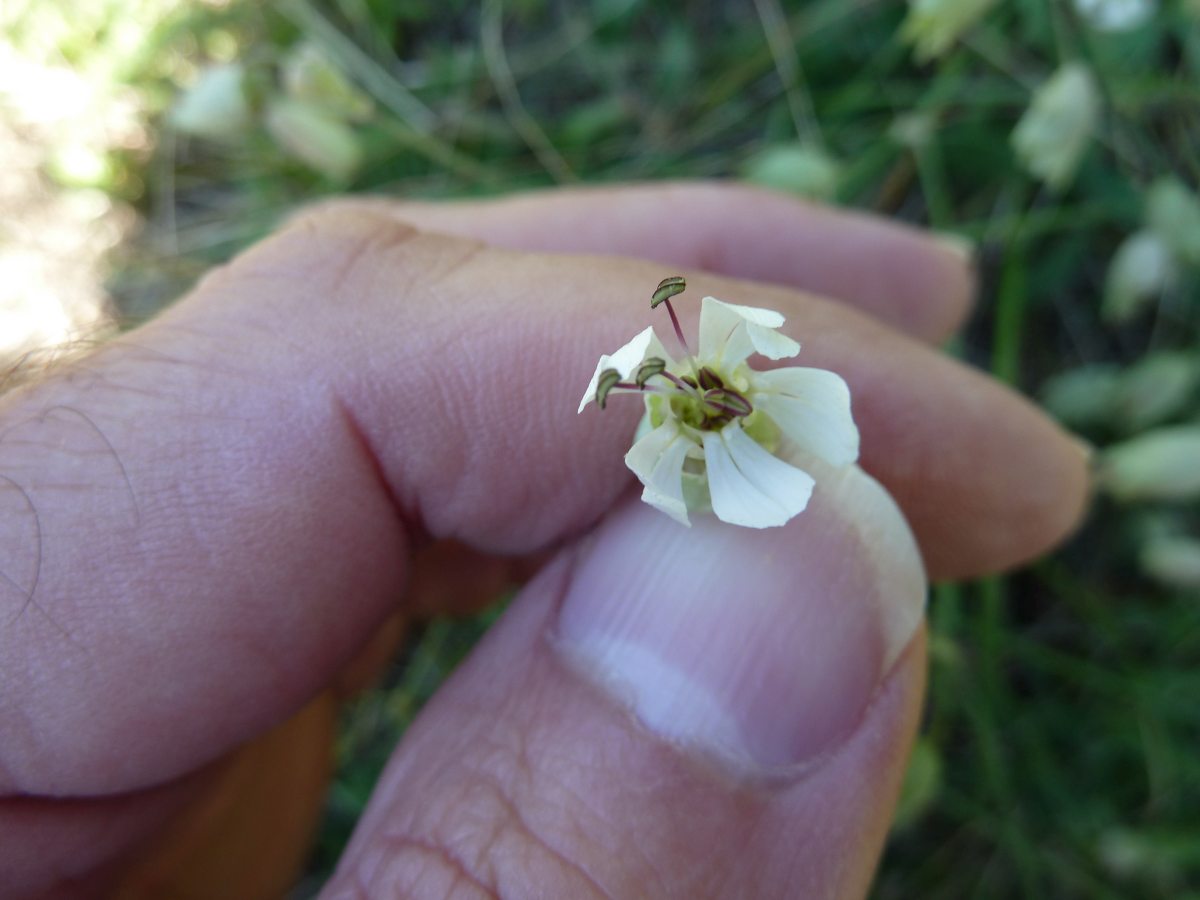 Silene Vulgaris Wallpapers