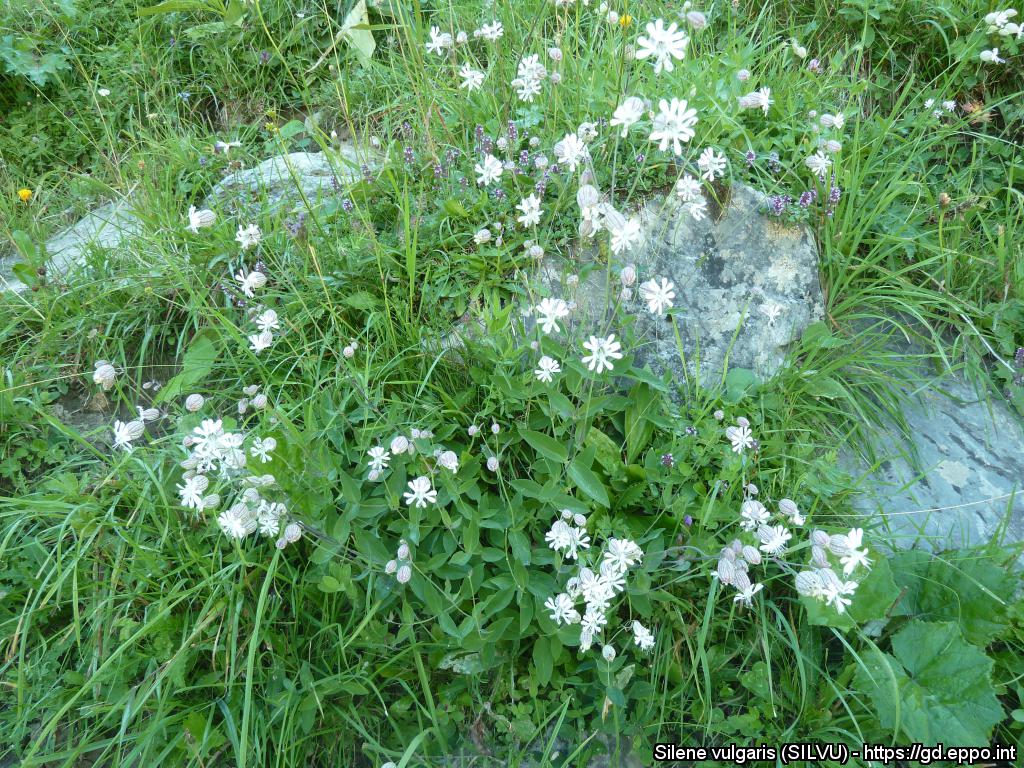 Silene Vulgaris Wallpapers