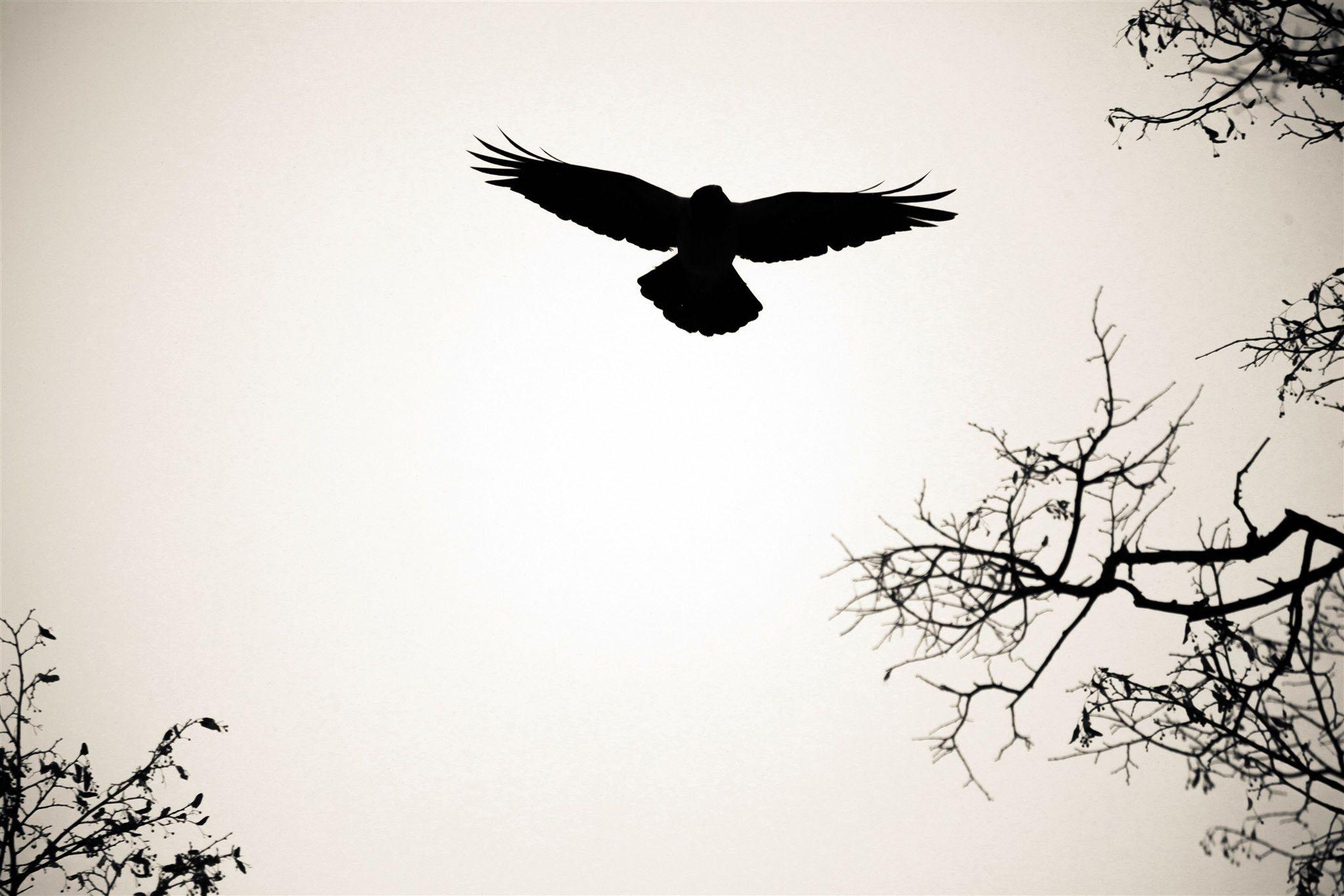 Silhouette Man And Birds Wallpapers