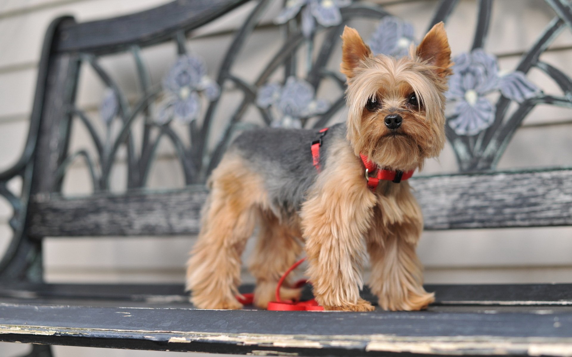 Silky Terrier Wallpapers