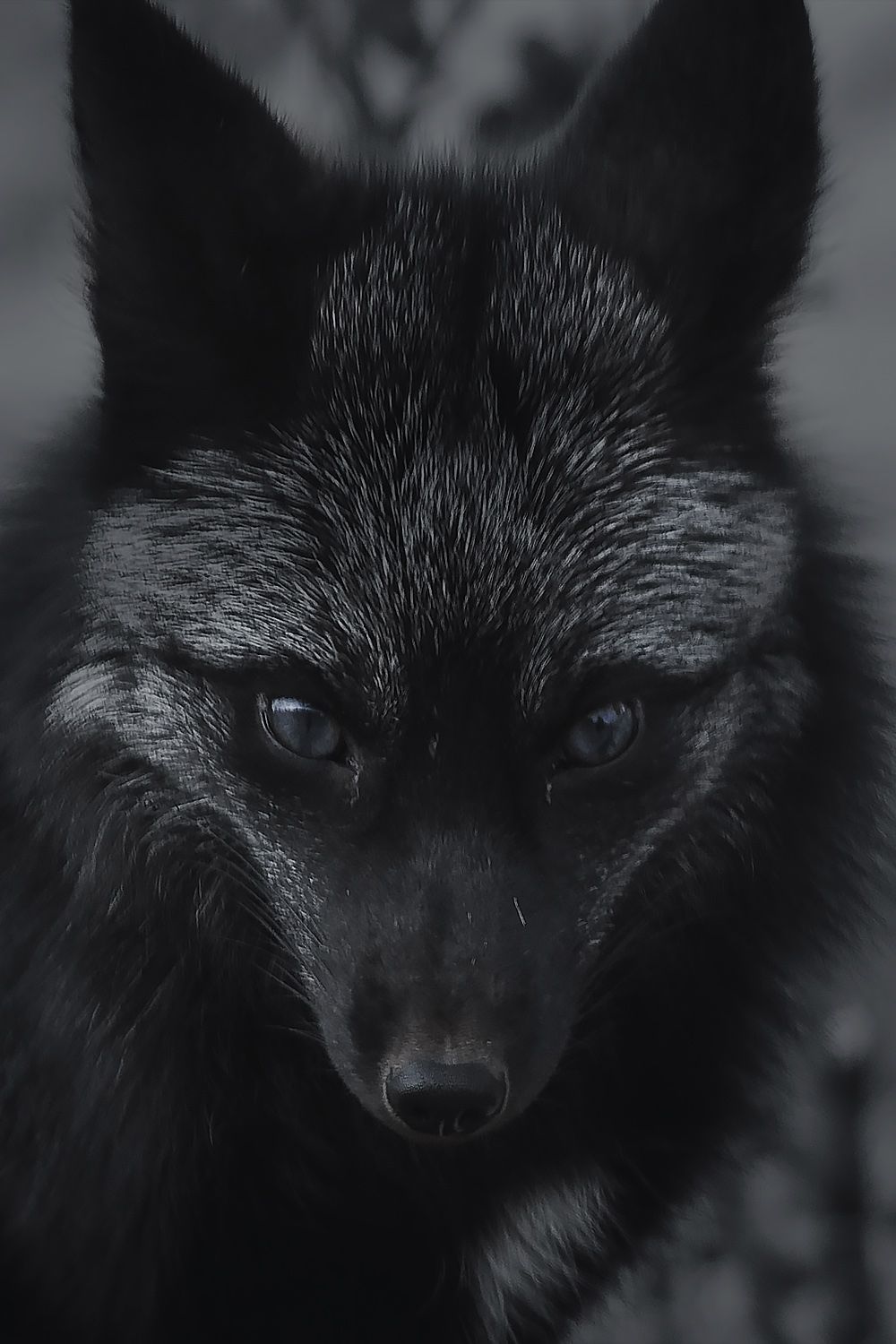 Silver Fox Wallpapers