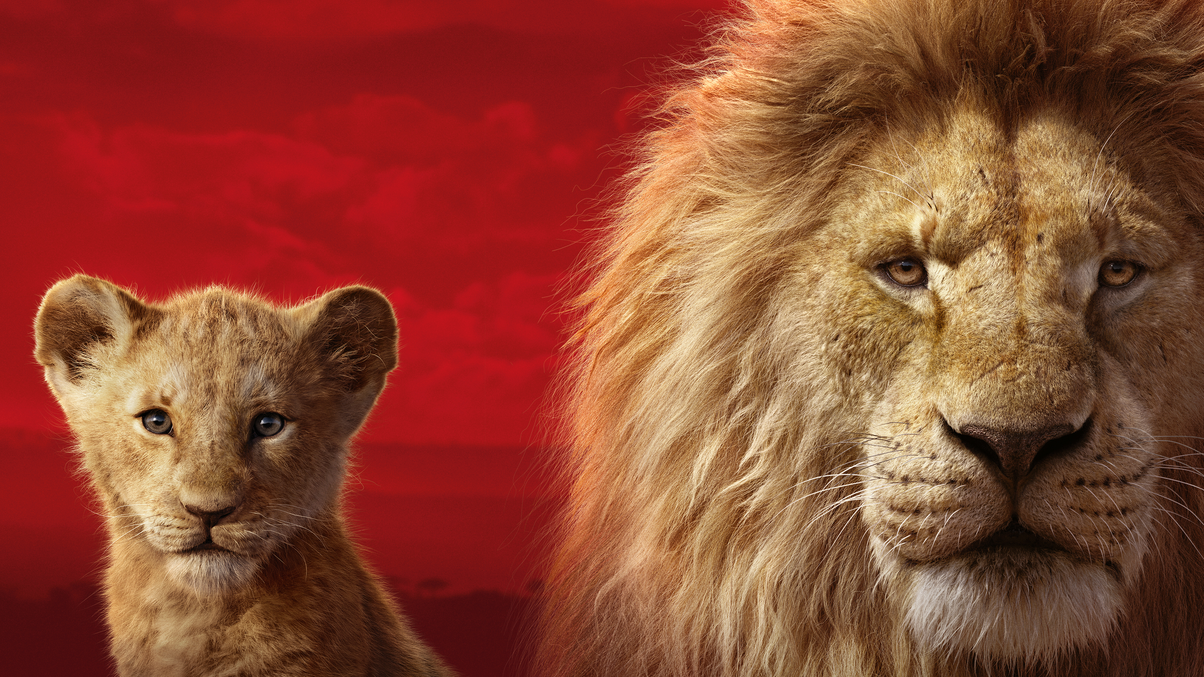 Simba In The Lion King 2019 Movie Wallpapers