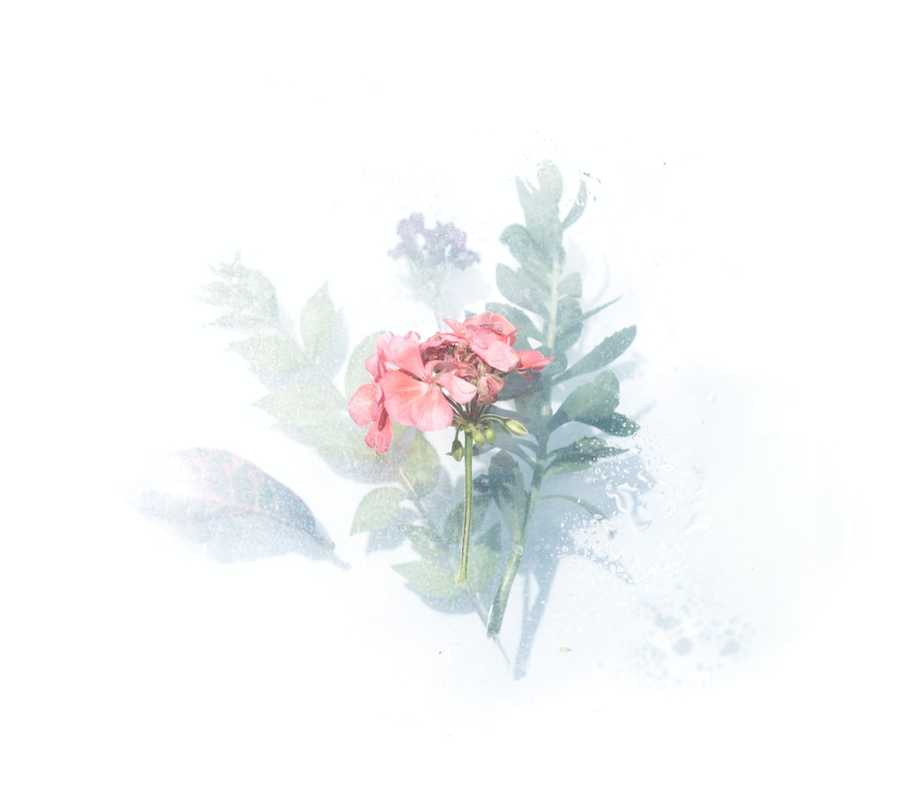 Simple Aesthetic Watercolor Flowers Wallpapers