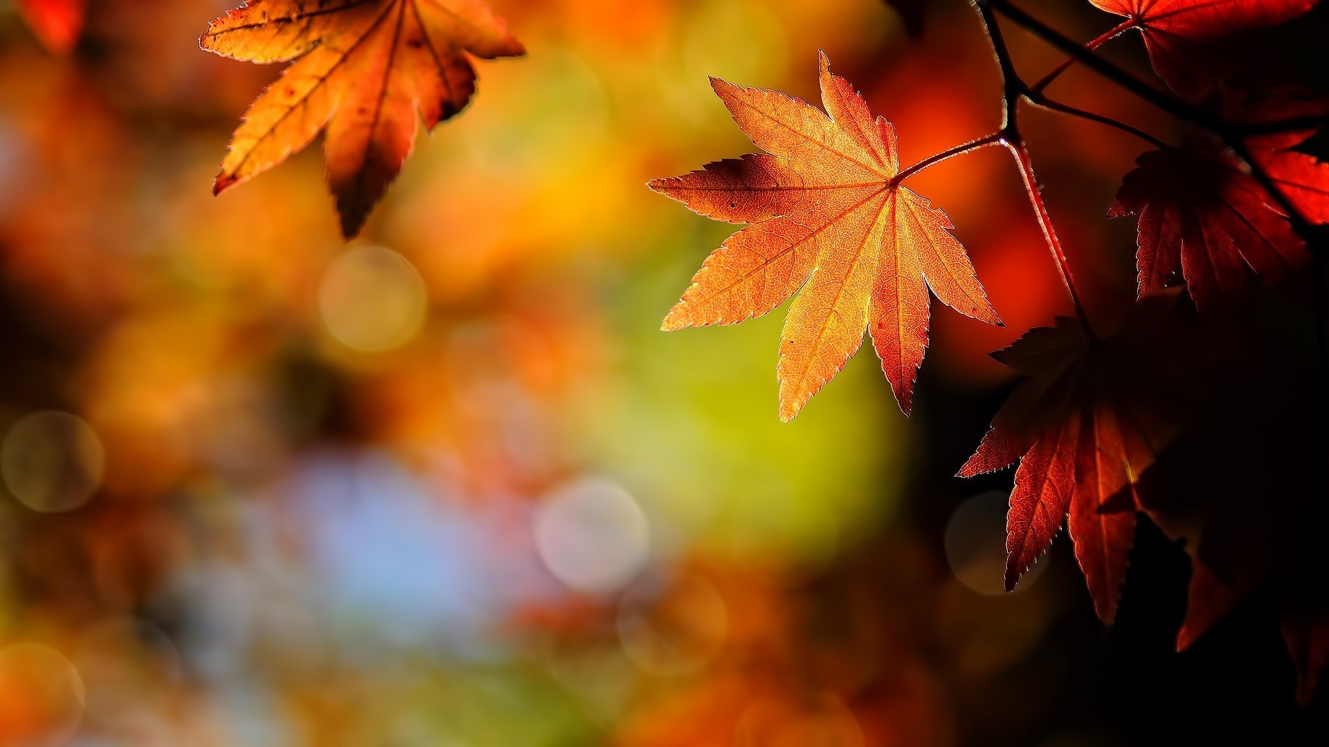 Simple Fall Background