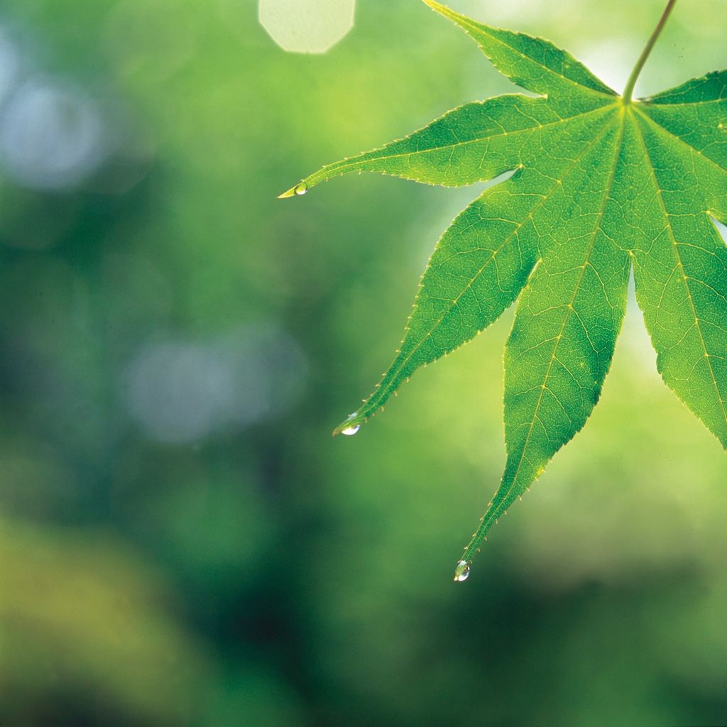 Simple Nature Backgrounds