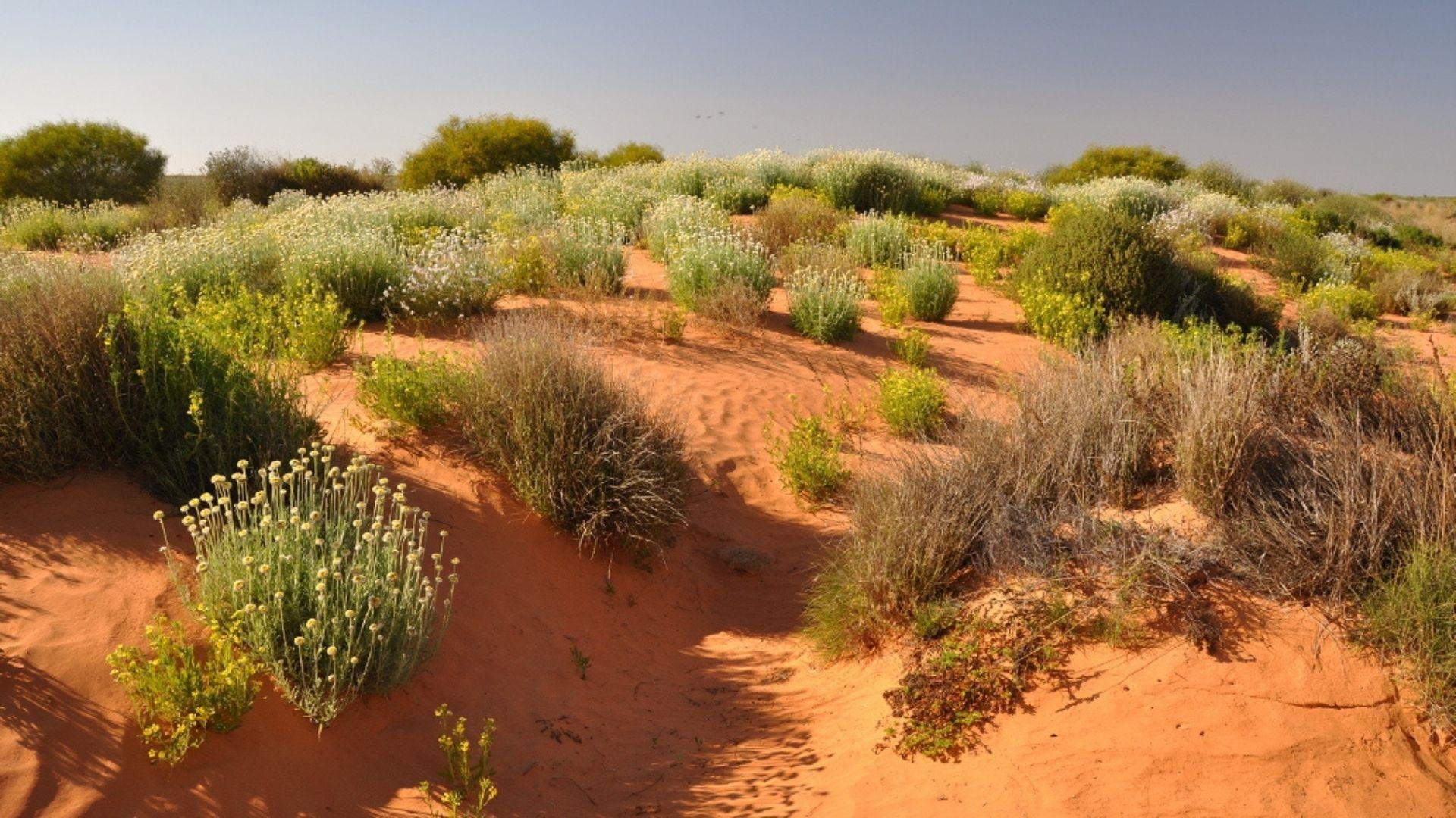 Simpson Desert Wallpapers