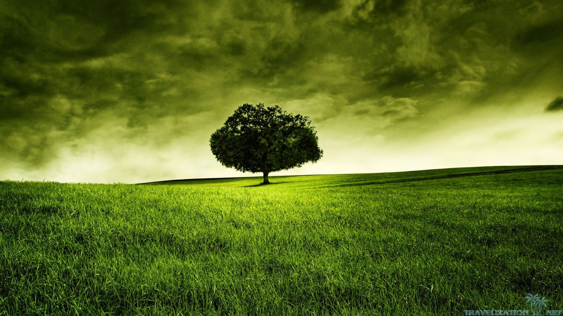 Single Tree Wallpapers