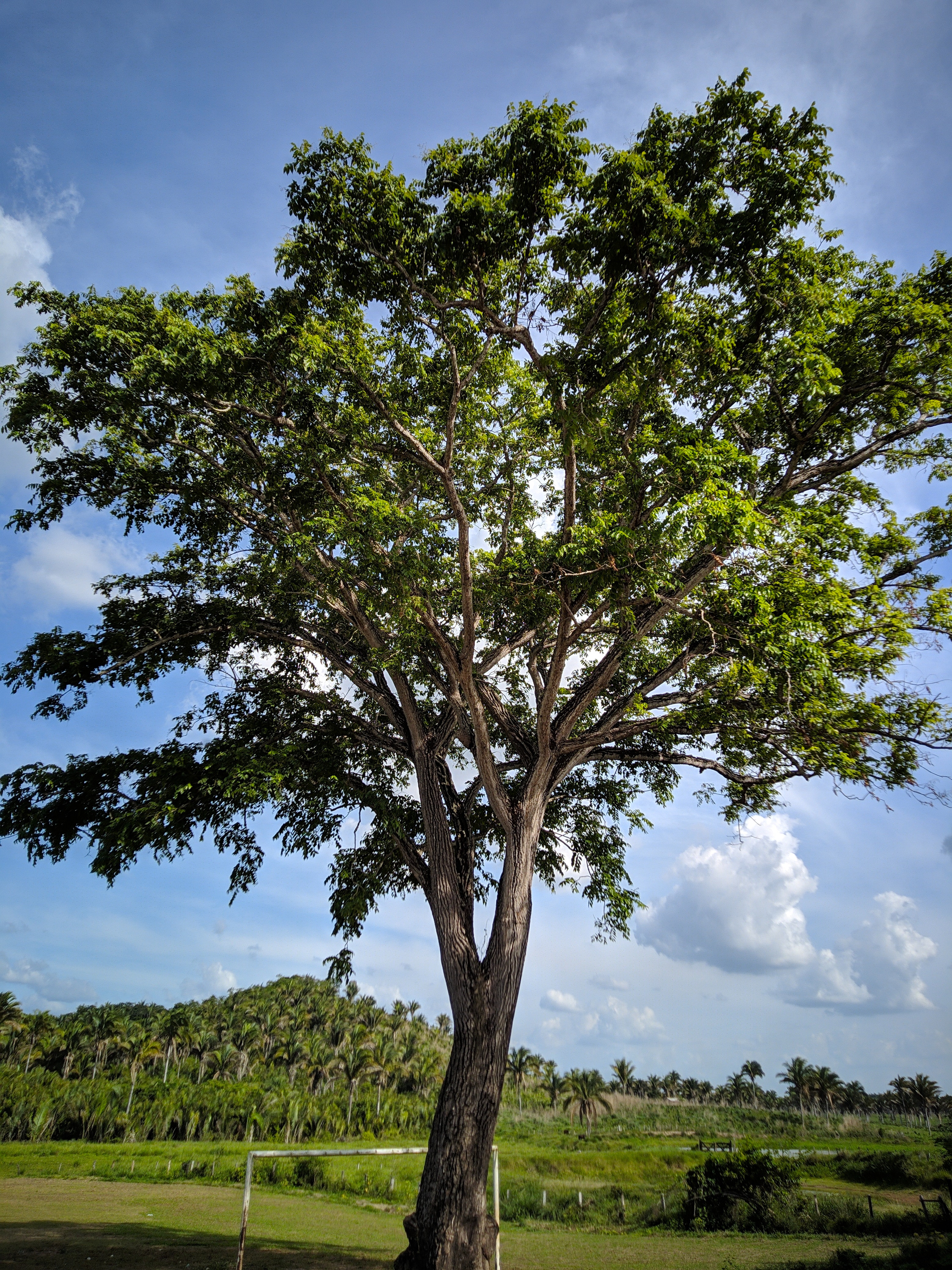 Single Tree Wallpapers